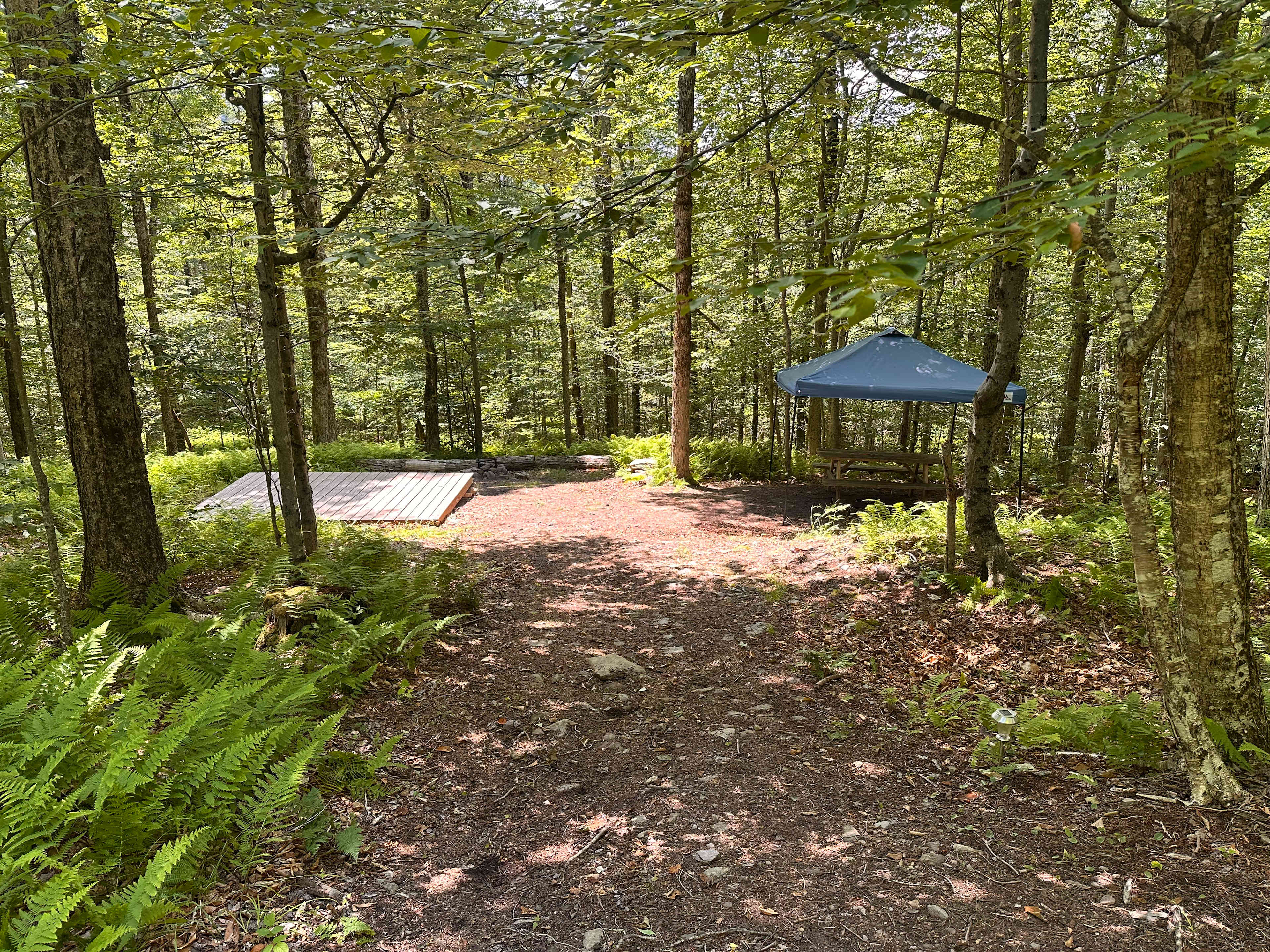 Burr Oaks Forest secluded campsites