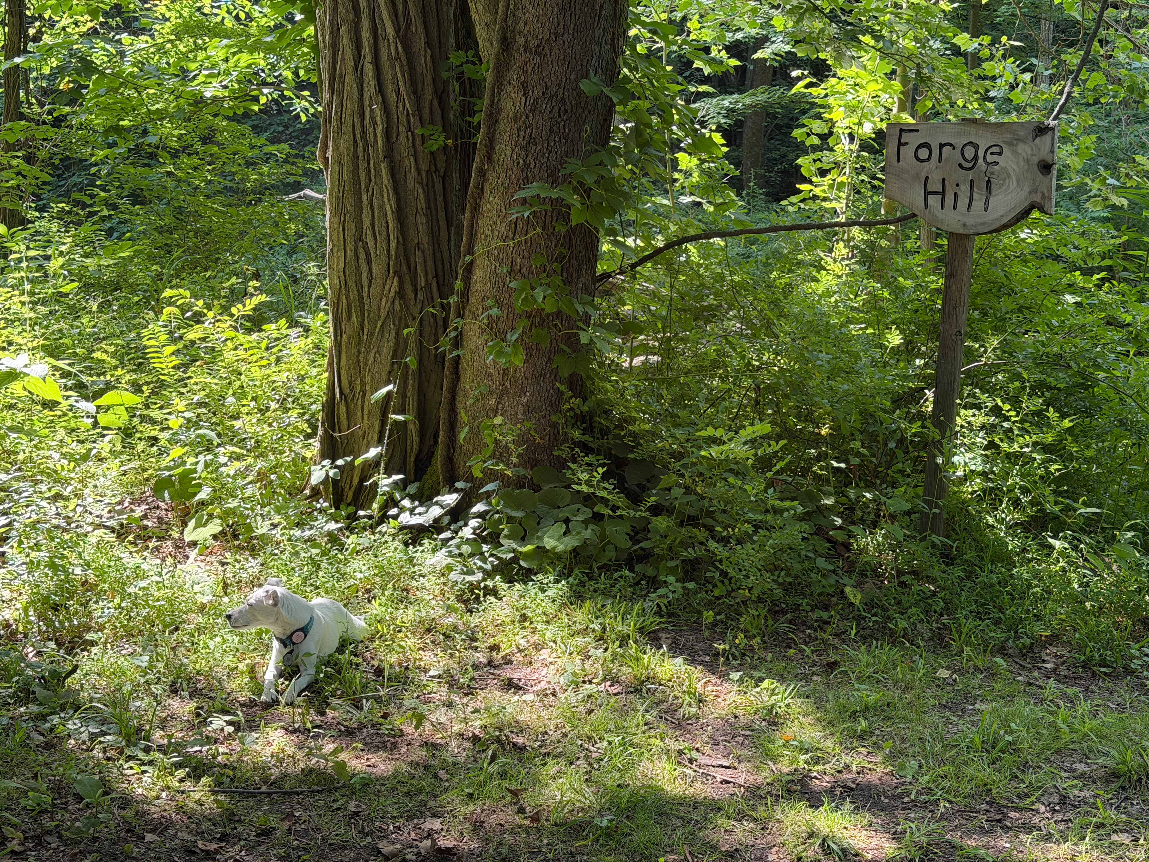 Dog friendly camping