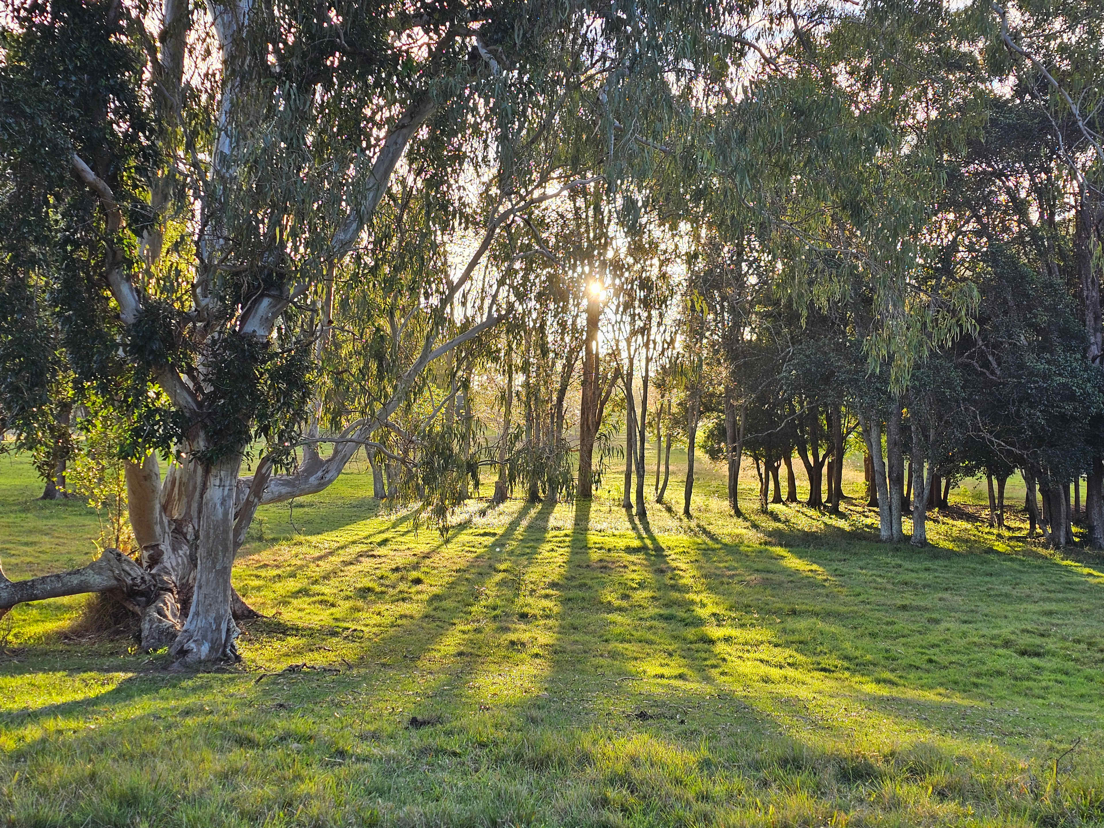 Maluka Park