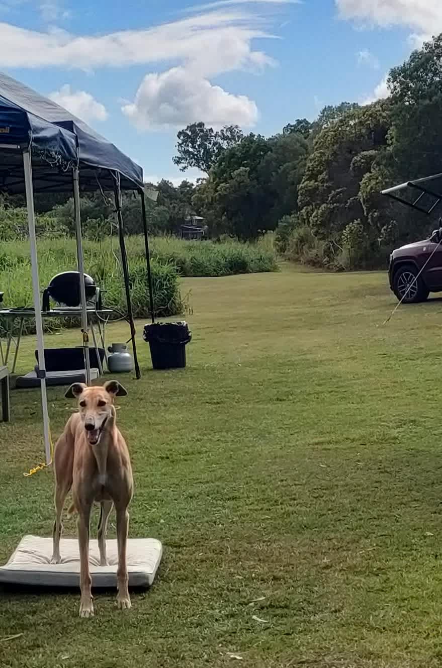 One happy dog.