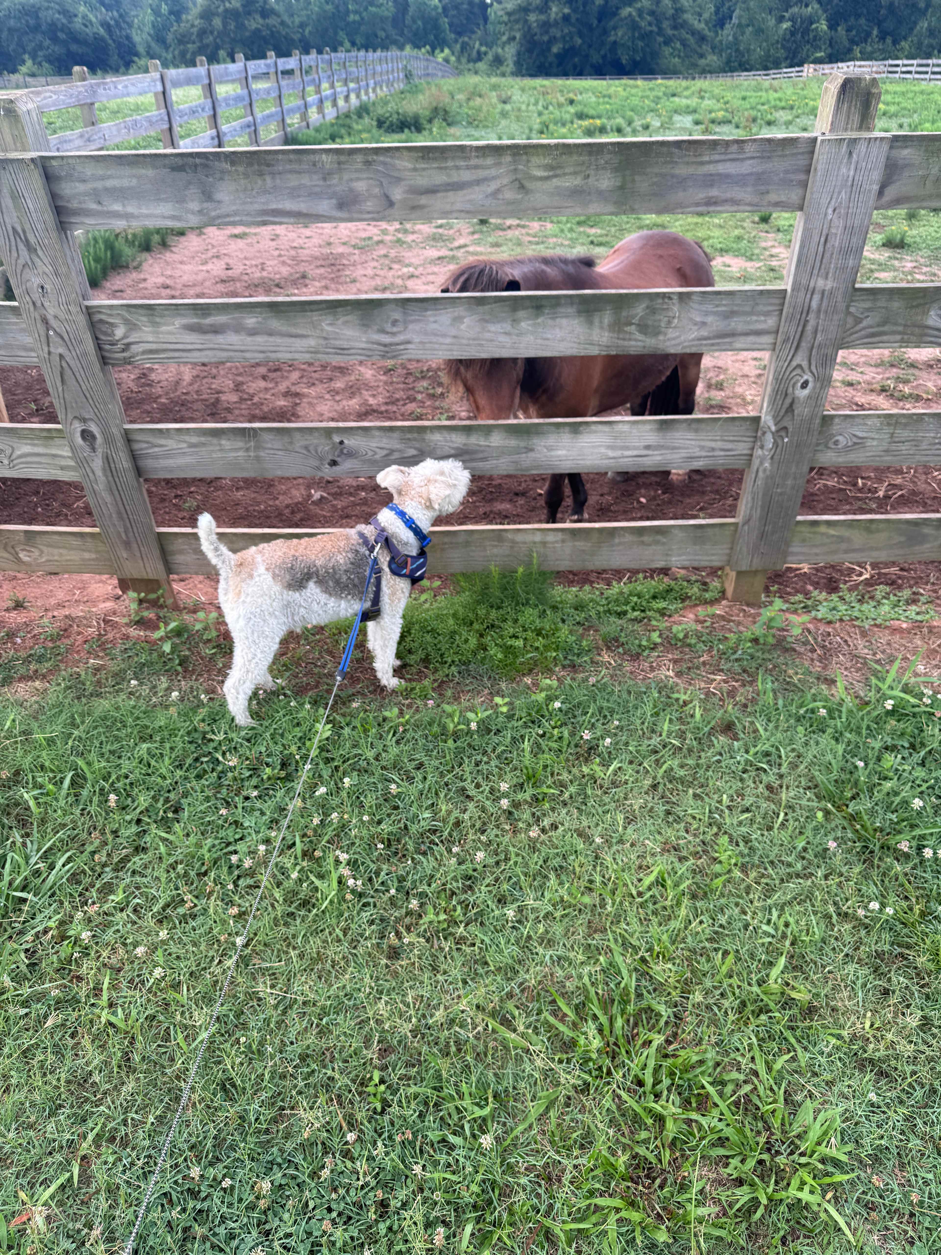 Hamm bonded with this pony. 😂