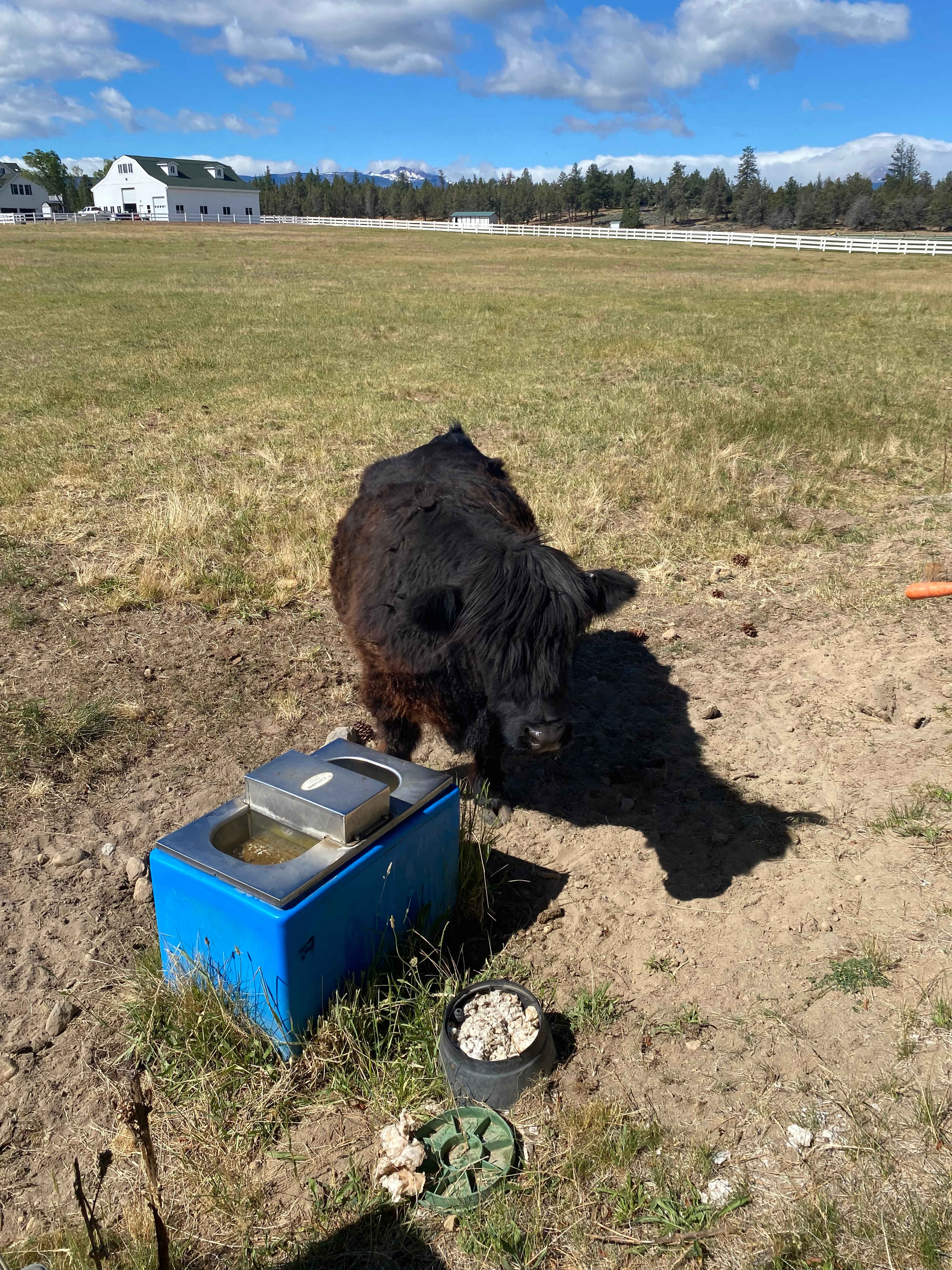 Rags To Rescues Sanctuary