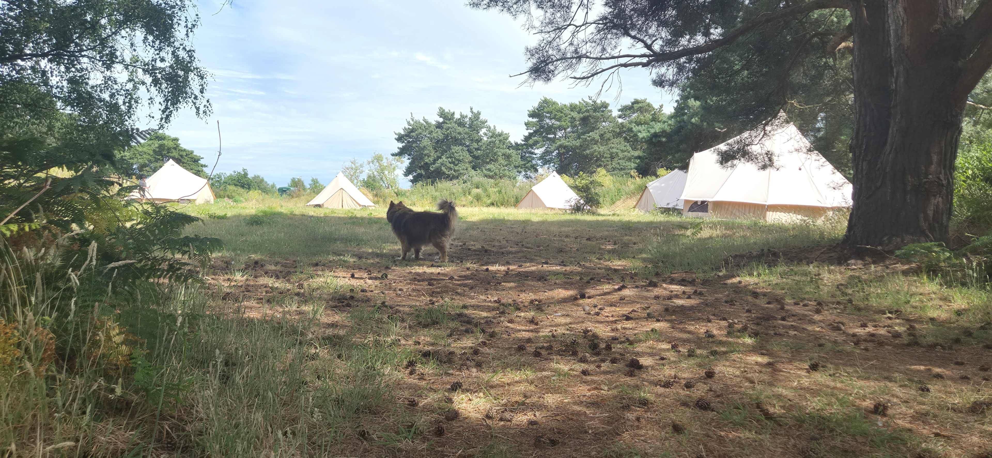 Picture of the site