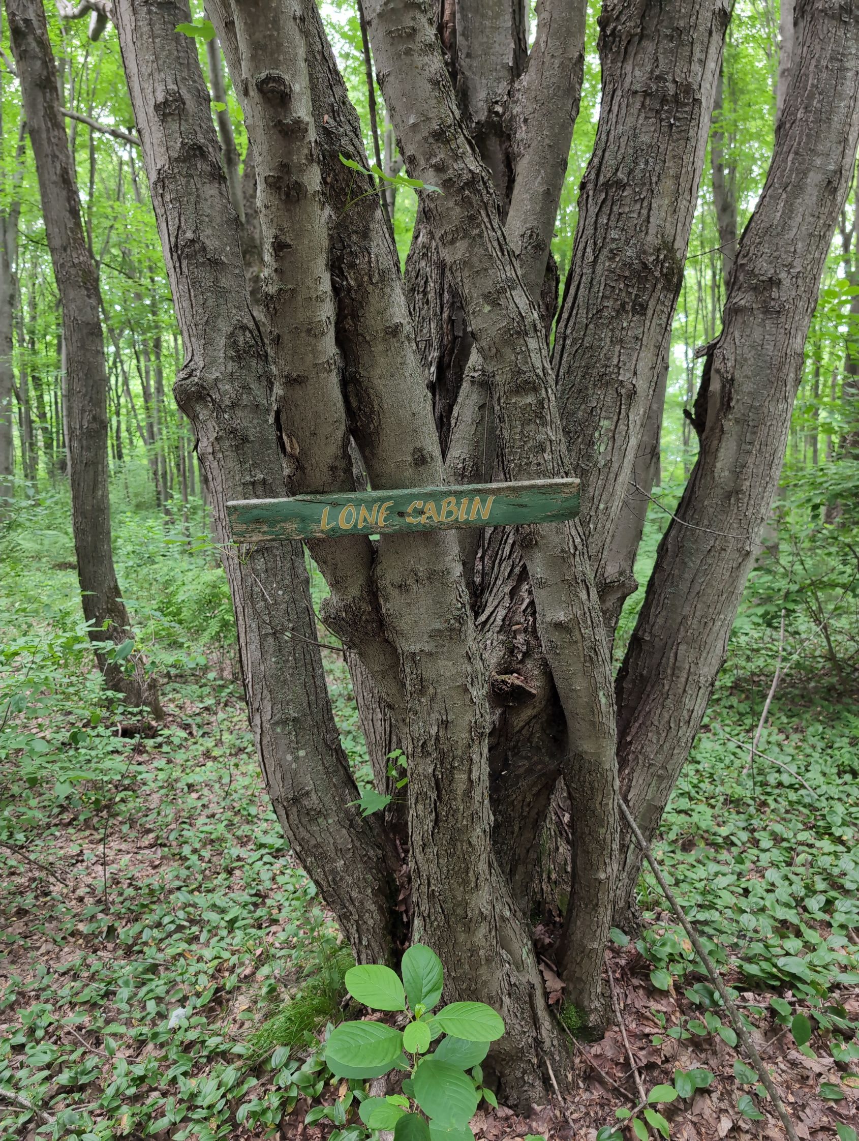 Whispering Pines - Curran, Ontario