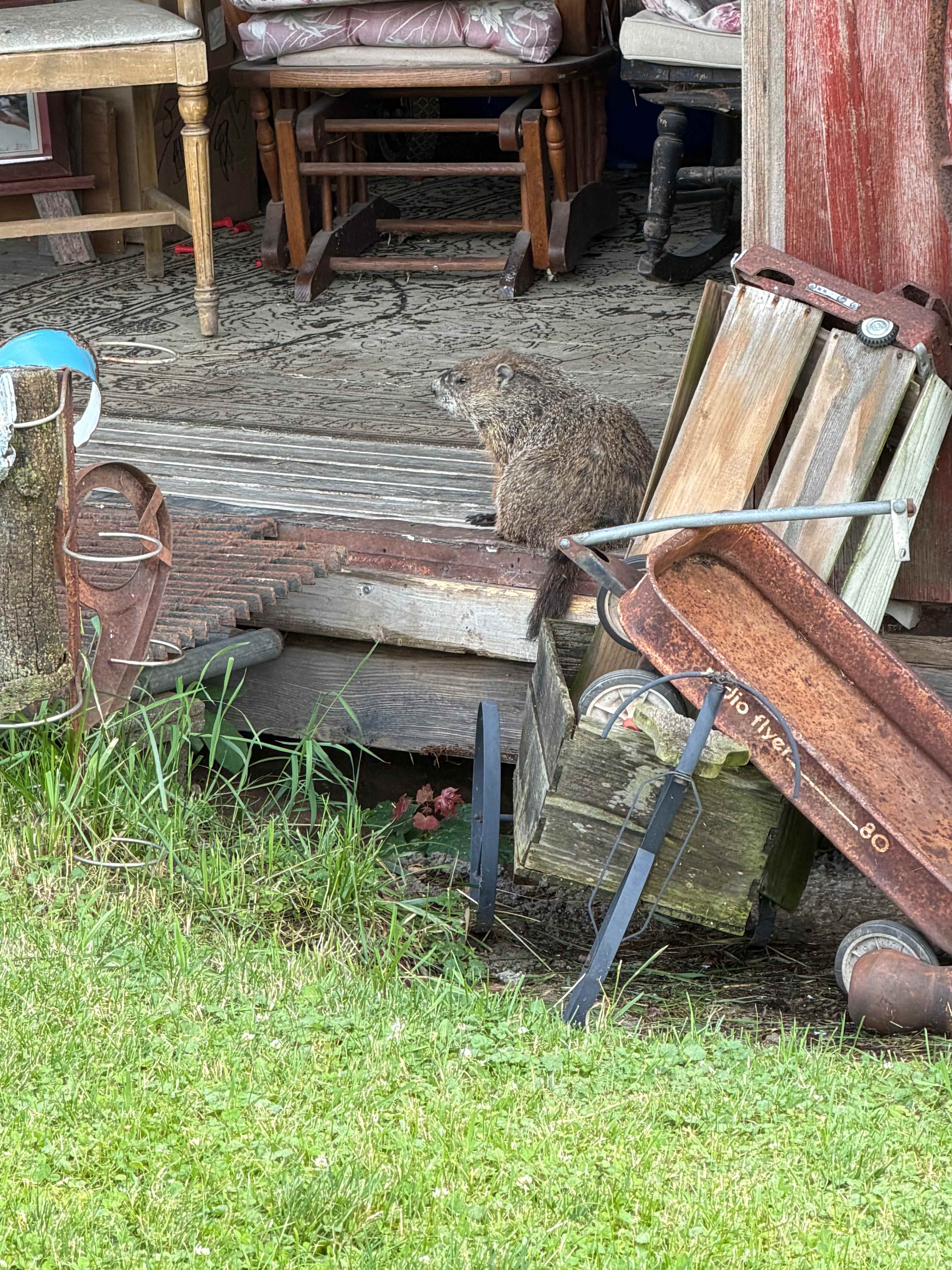n*Everland Barnyard Camping