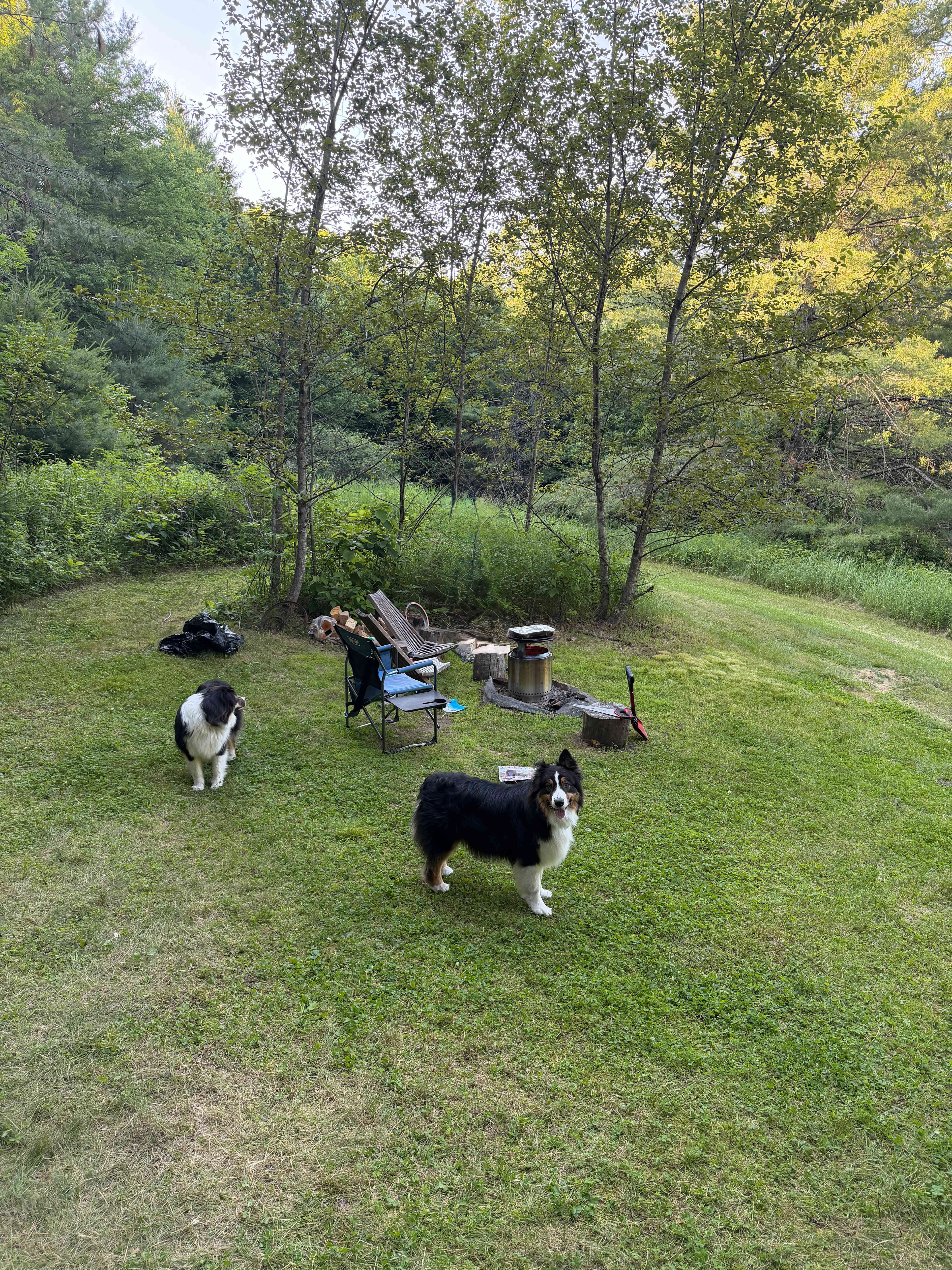 happy pups