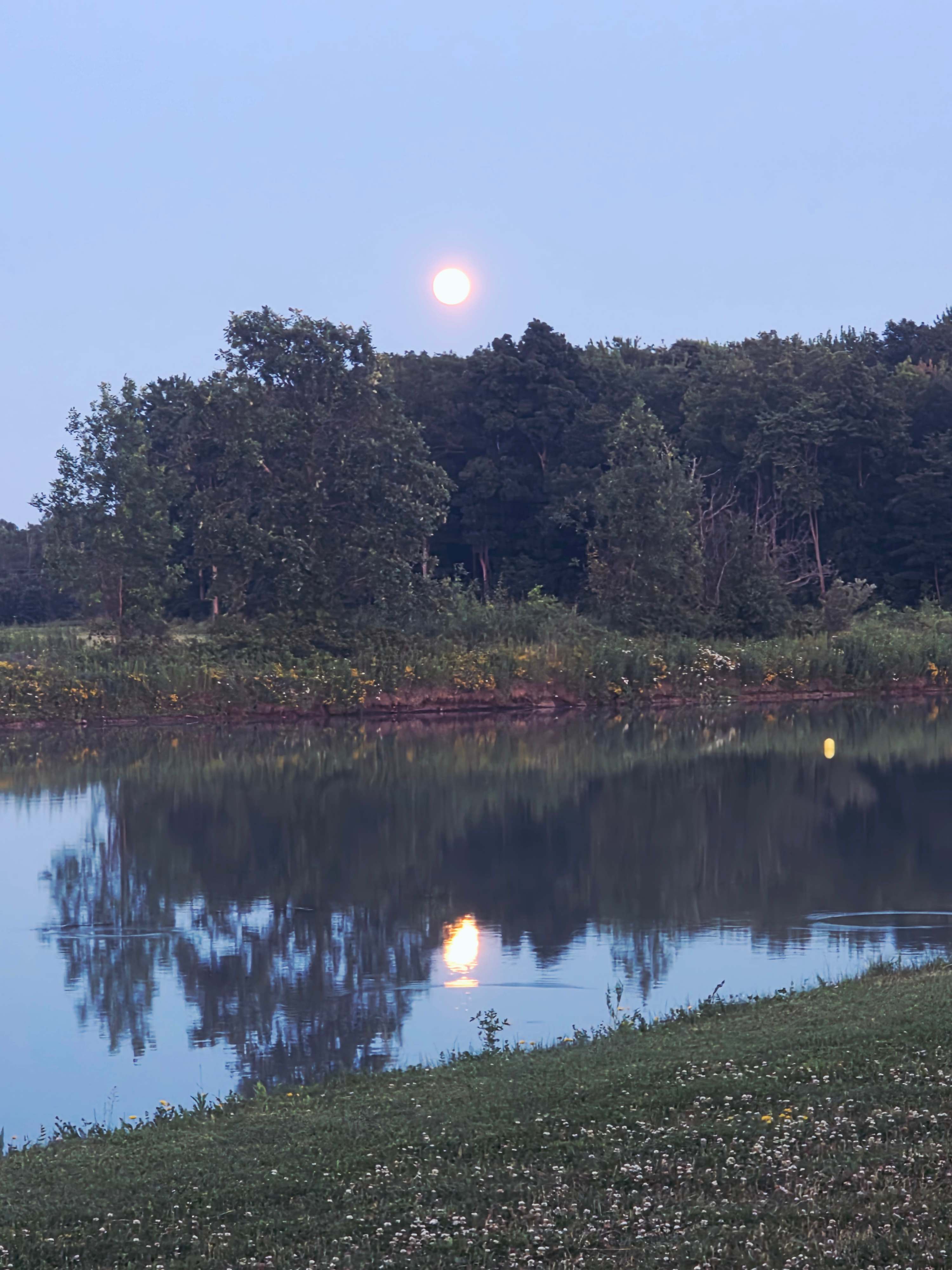T's Pond