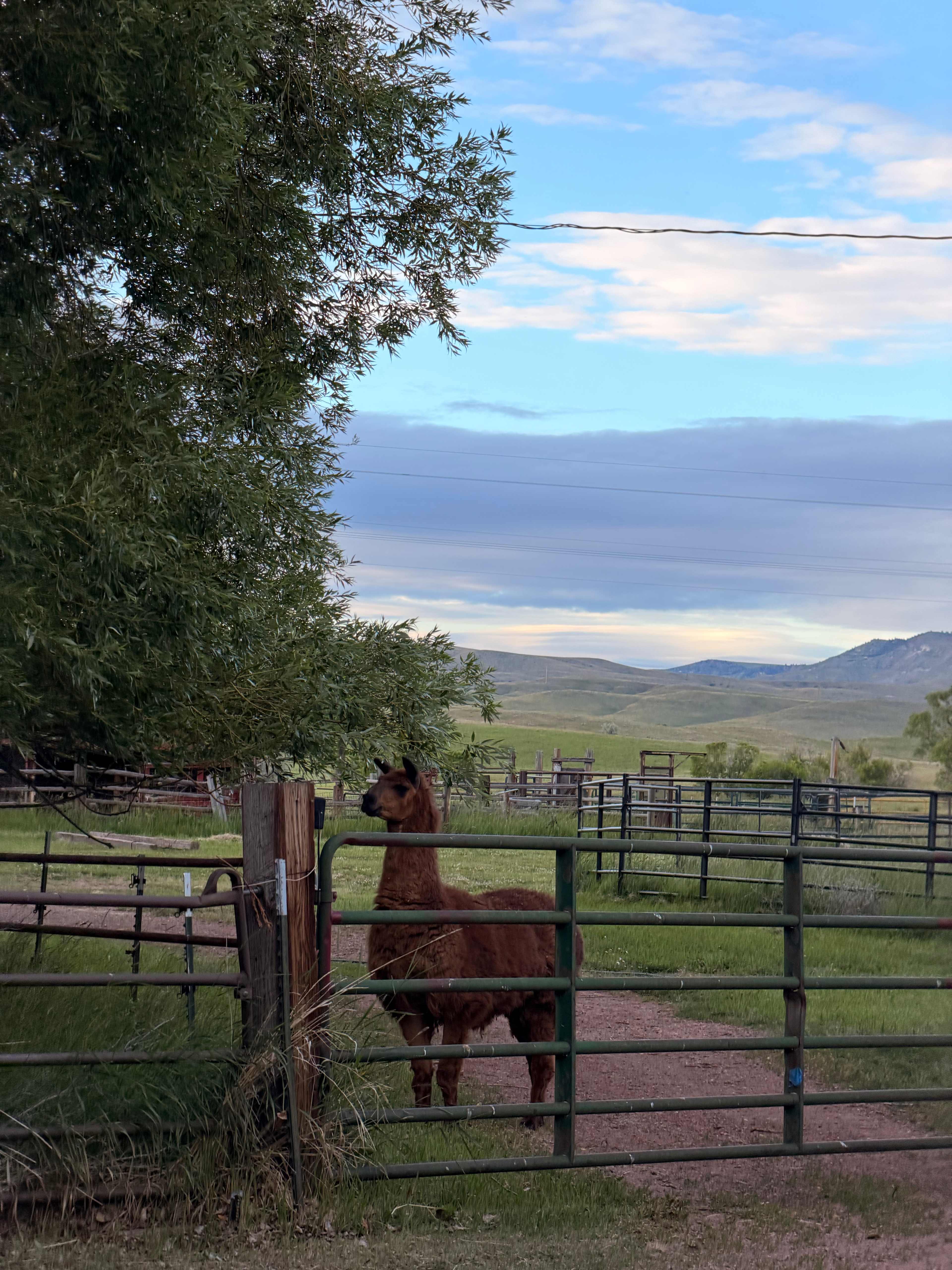 Little Bit Acres