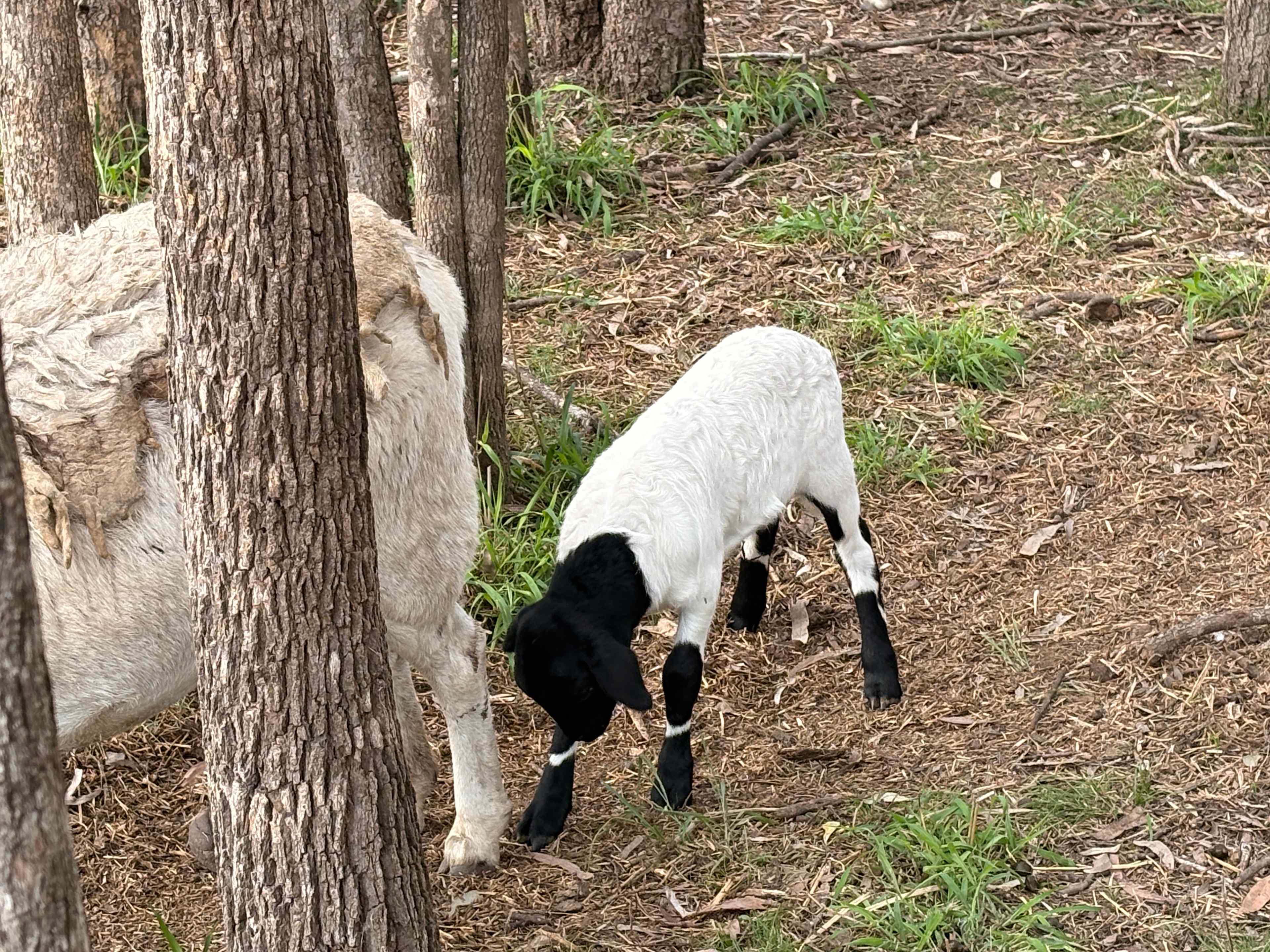 One of the many young animals 