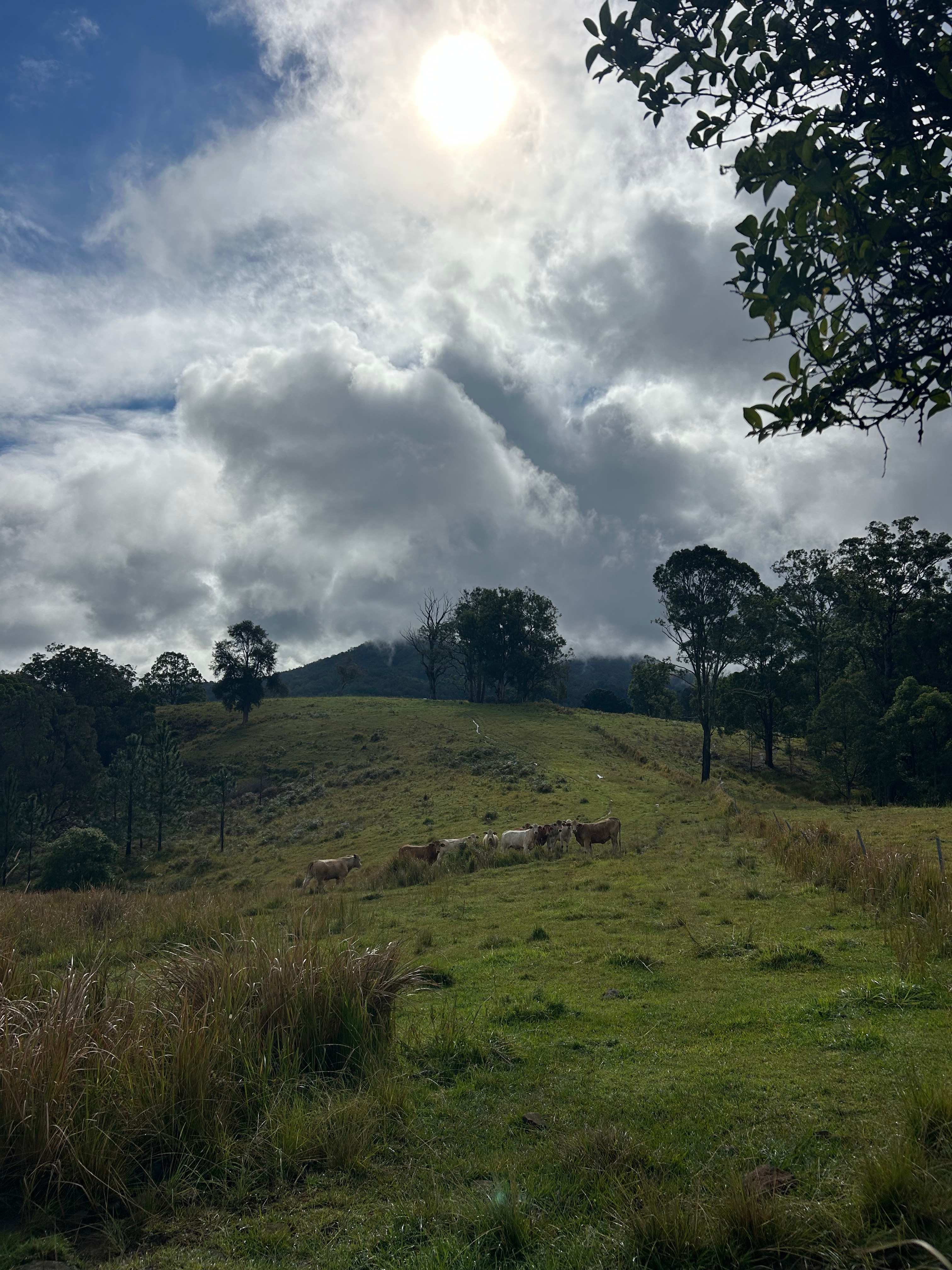 Bungabee Springs