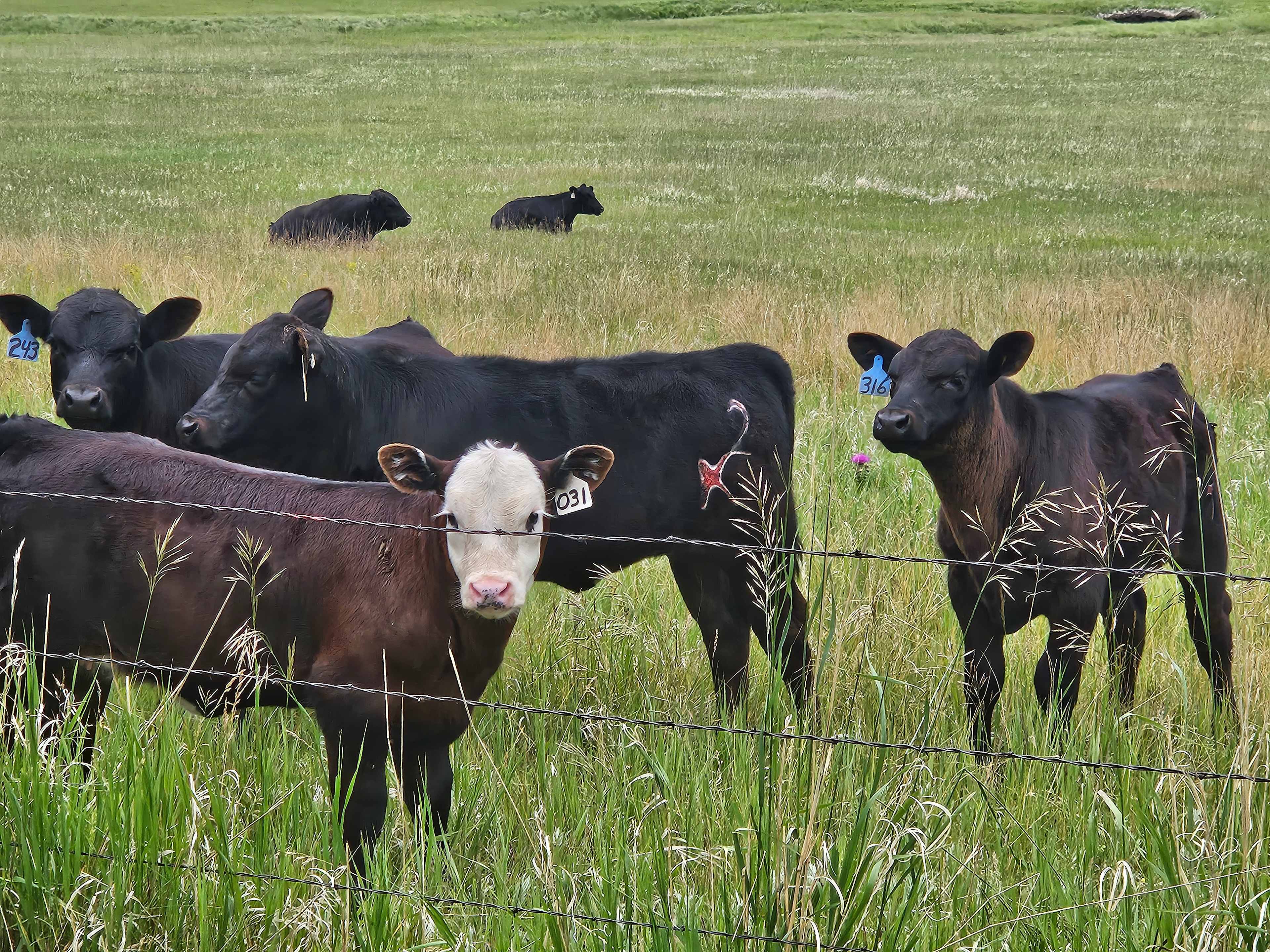 We Loved the cows! 