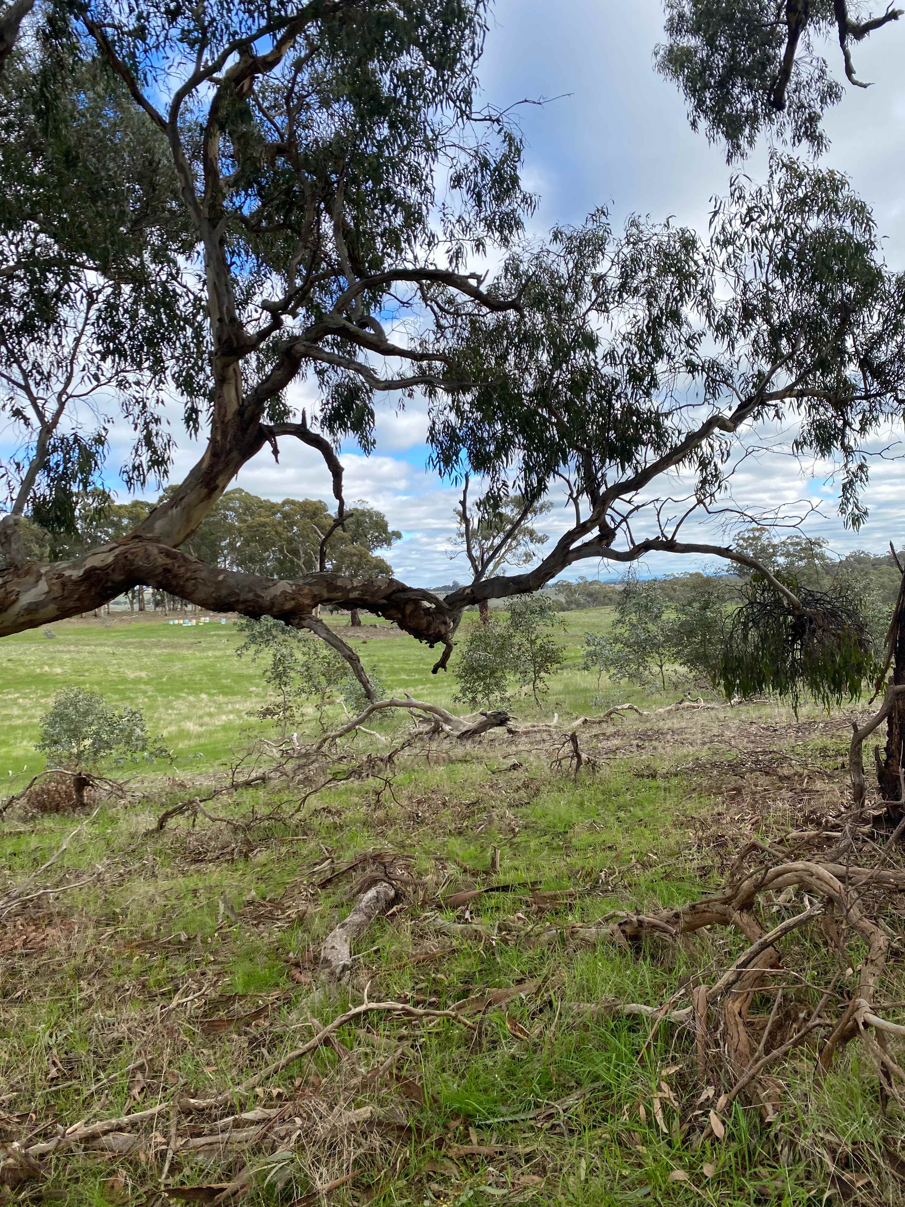 Daylesford Hepburn Farm Camping