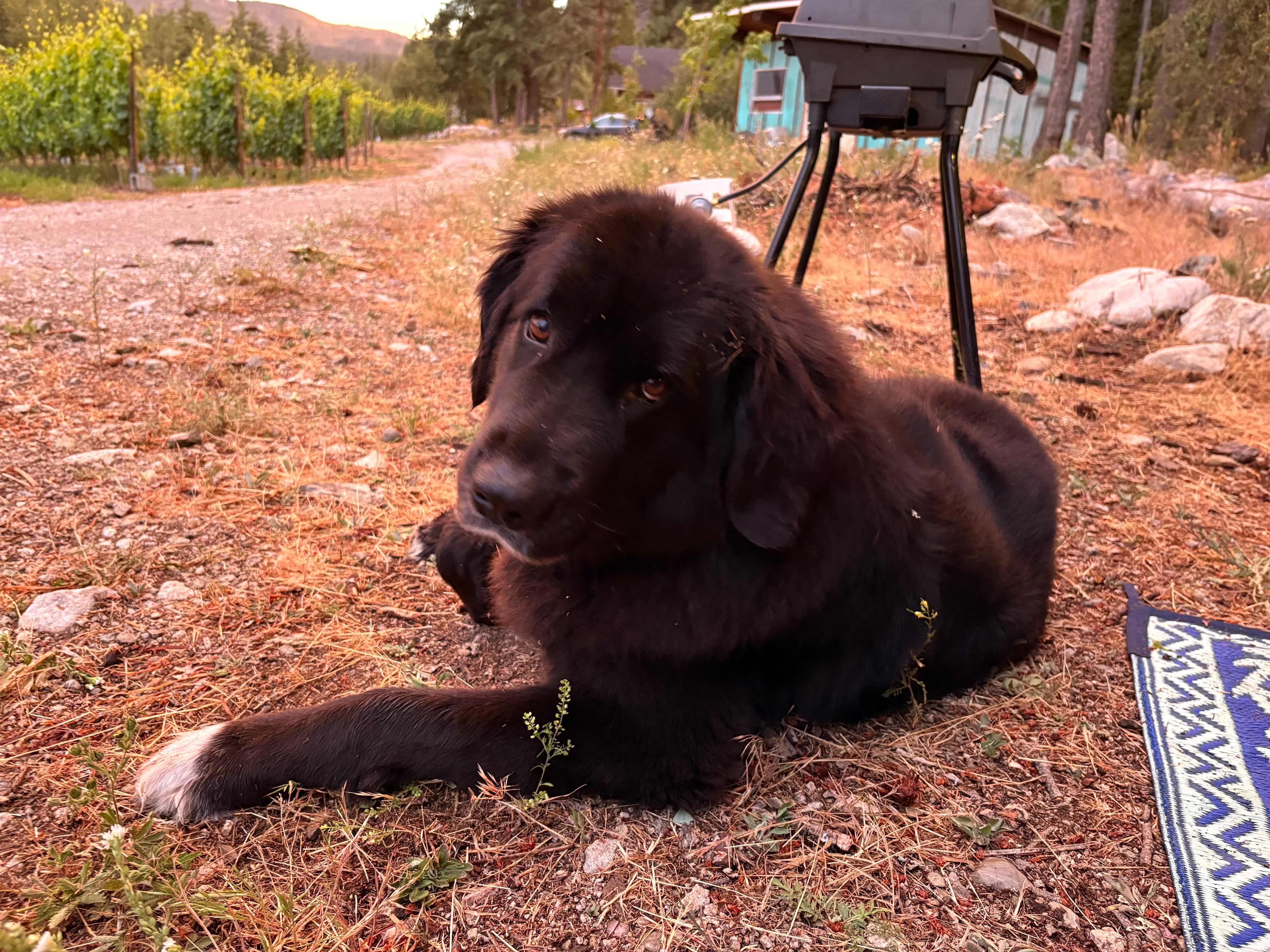 Back Forty Vineyards