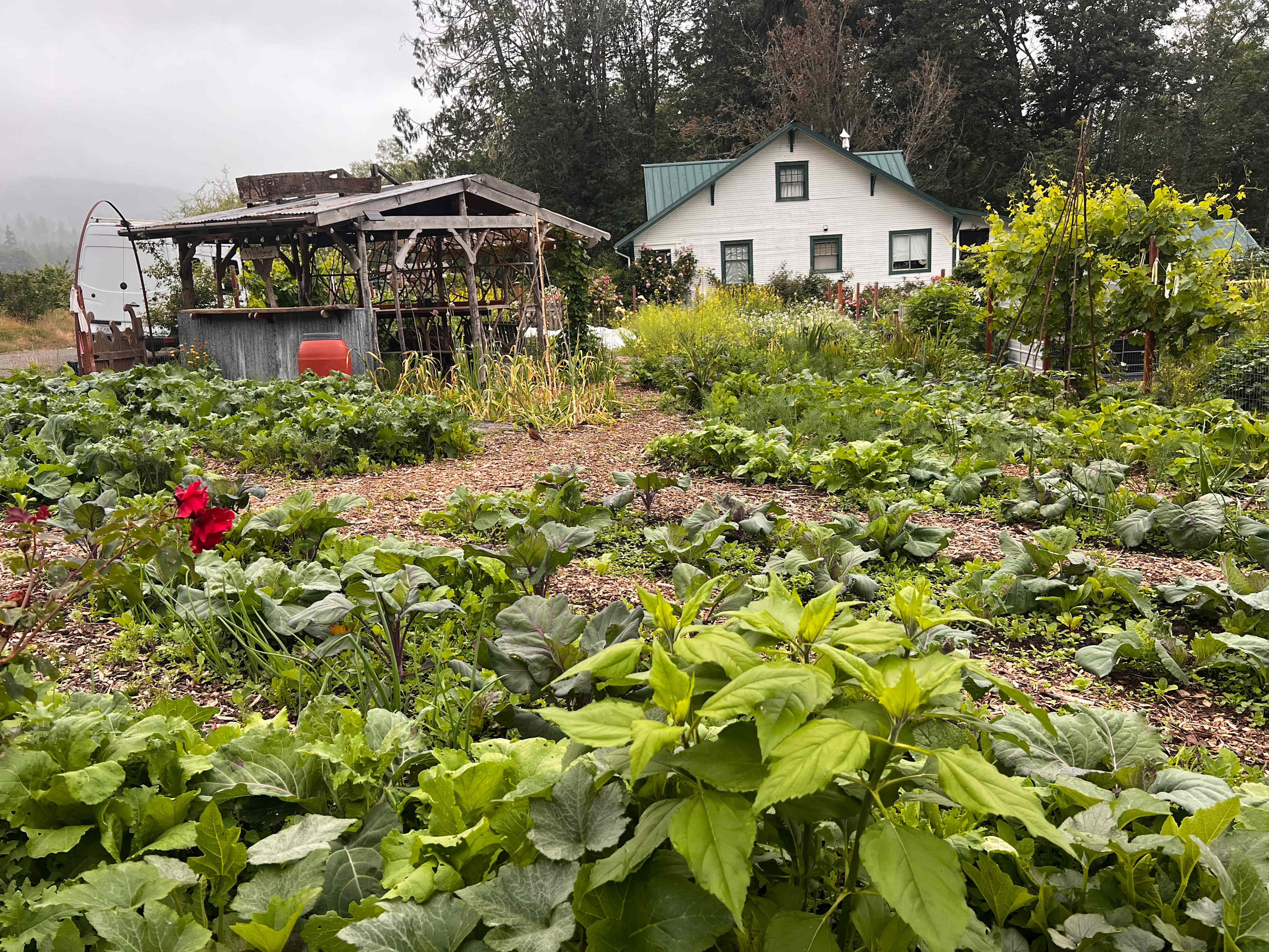 Vegetable garden 