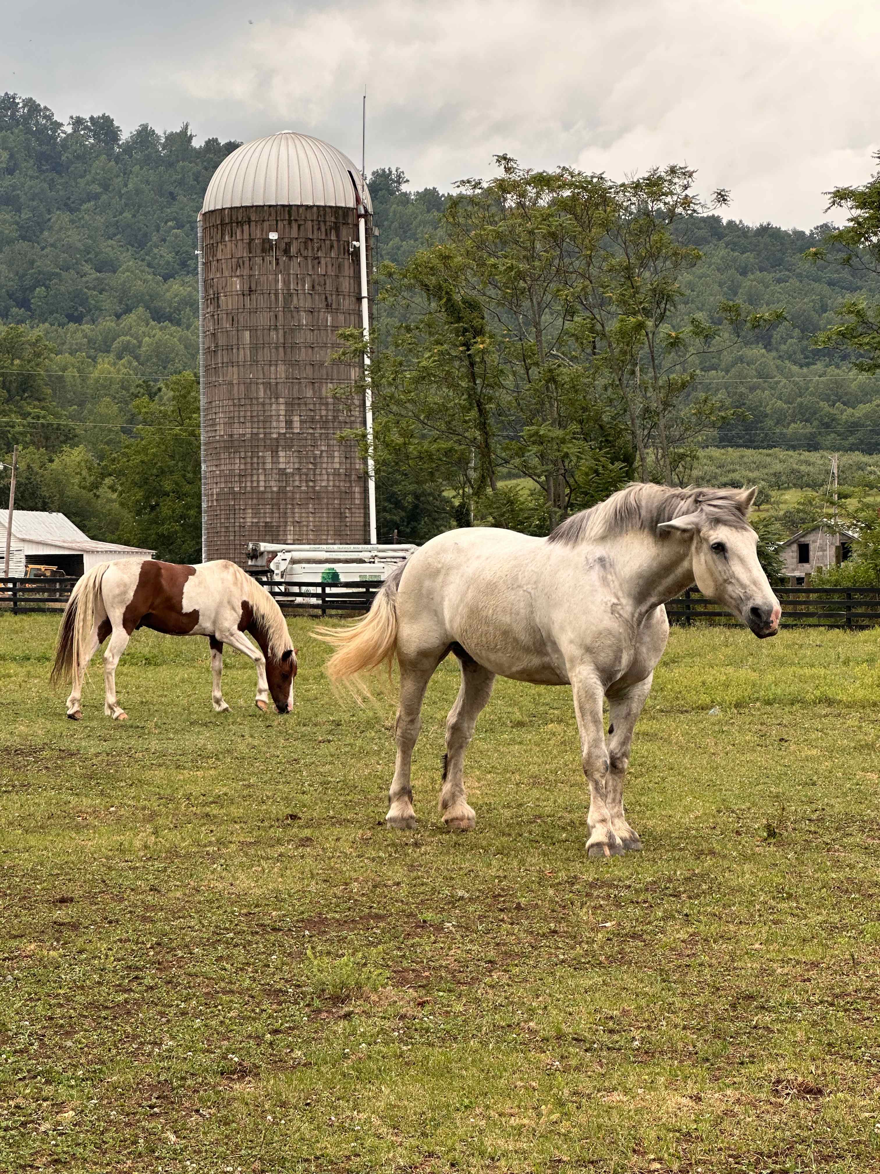 The horses in the pasture 