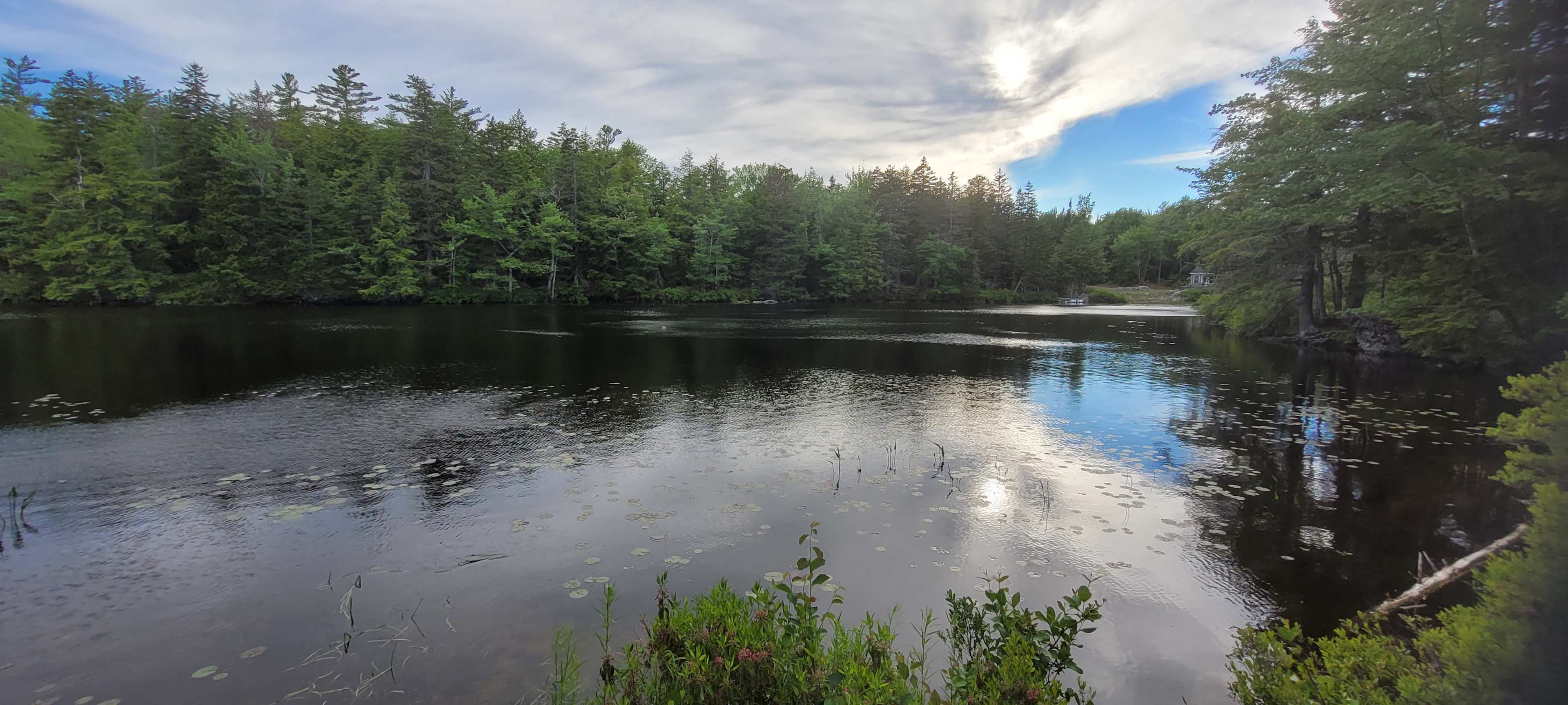 Dragonfly Lake Serenity