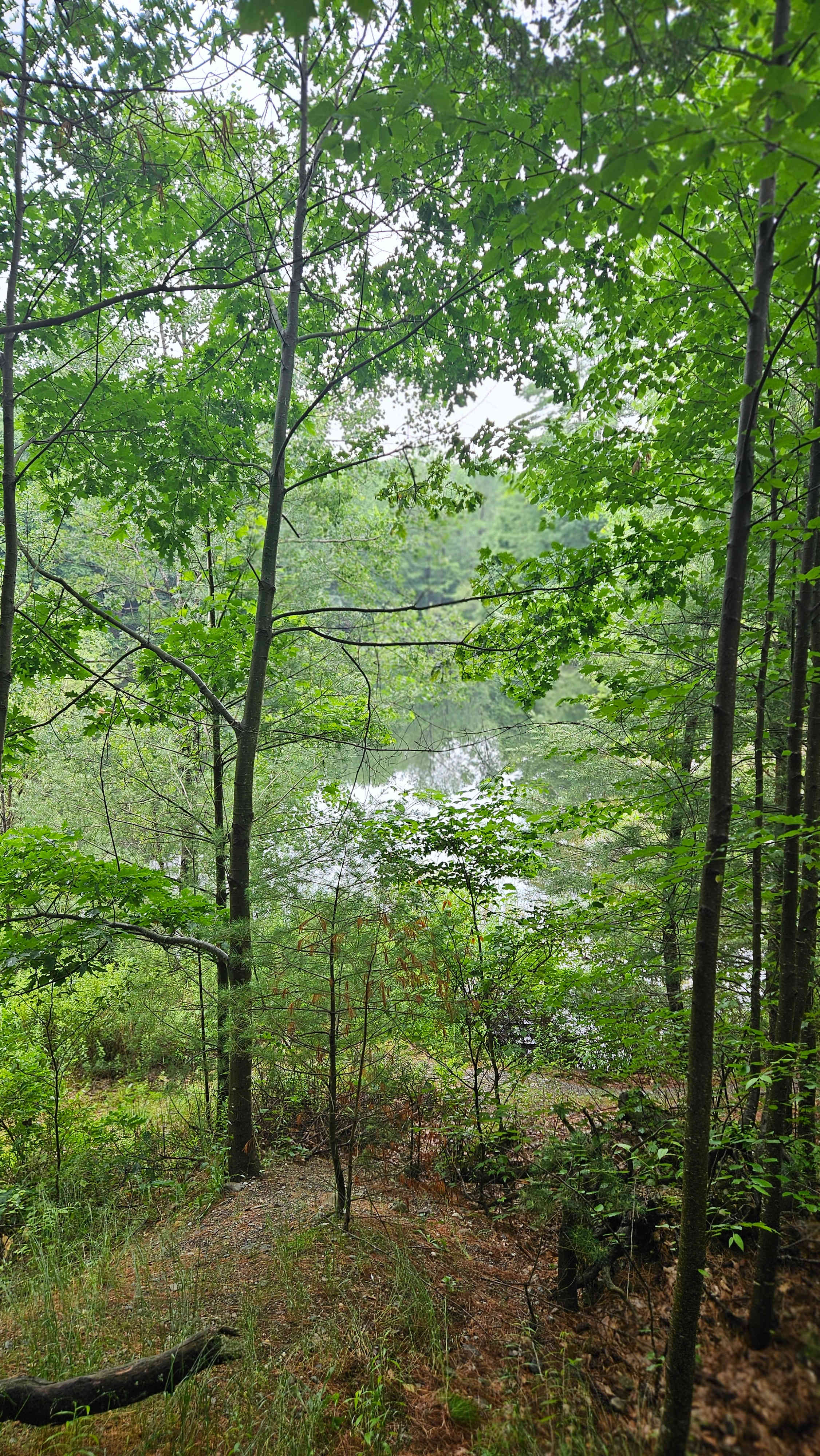 Endless Grove