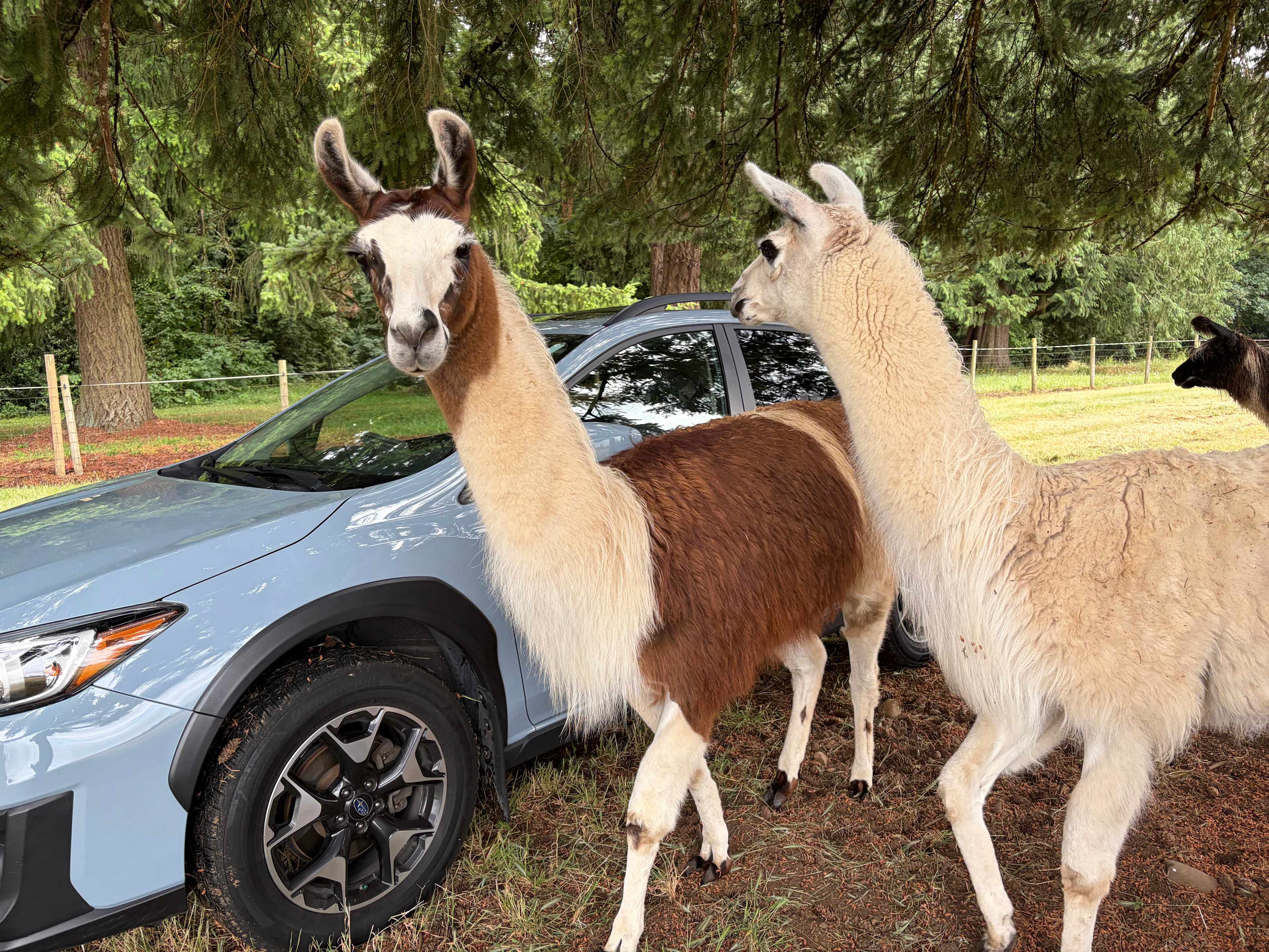 Camping with Llamas at Hidden Oaks!