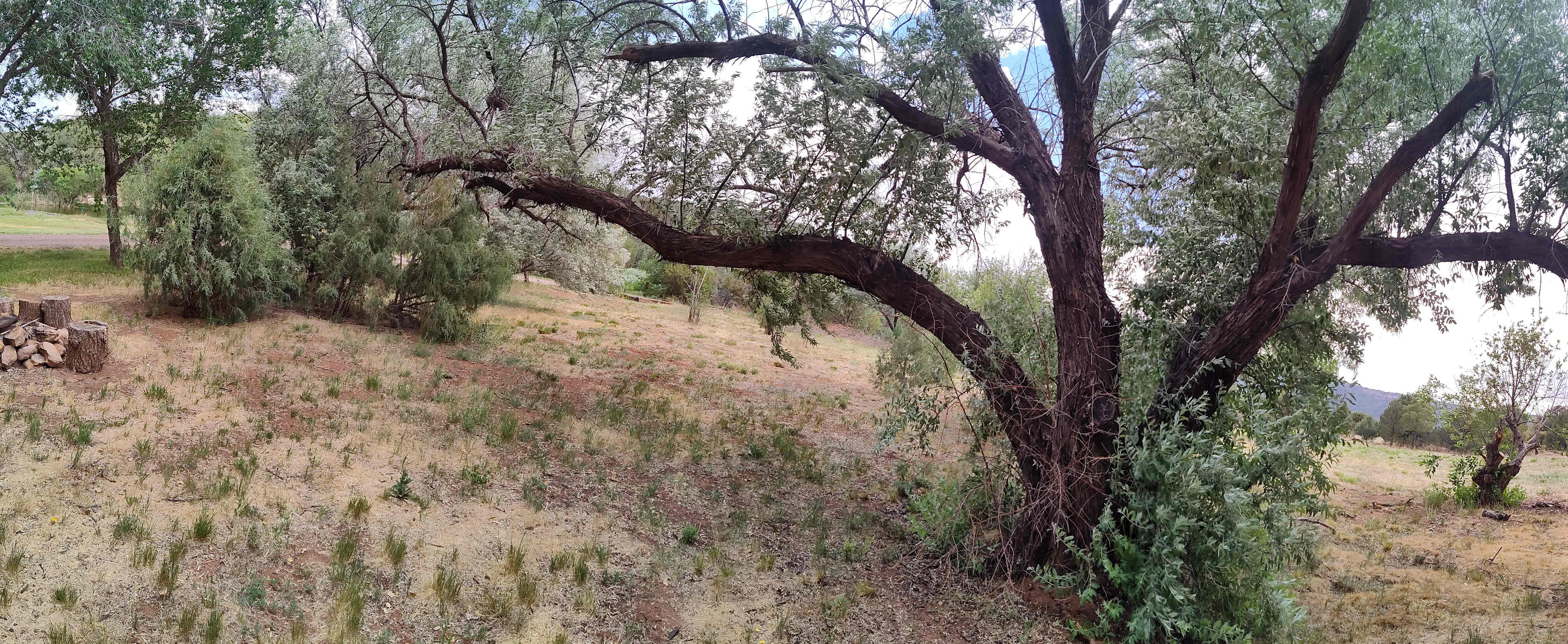 Beautiful Tree.