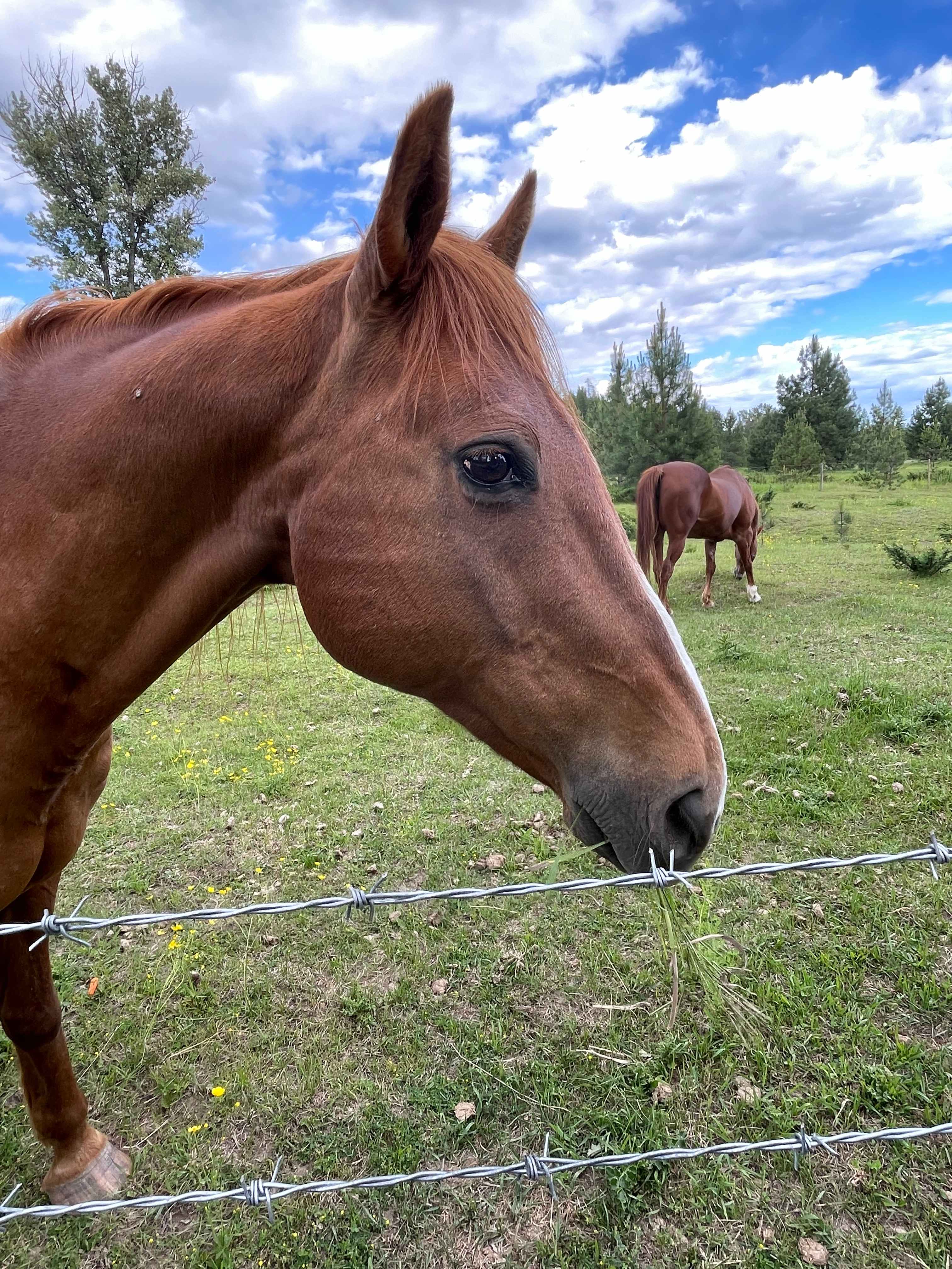 Elk Ridge Guest Ranch