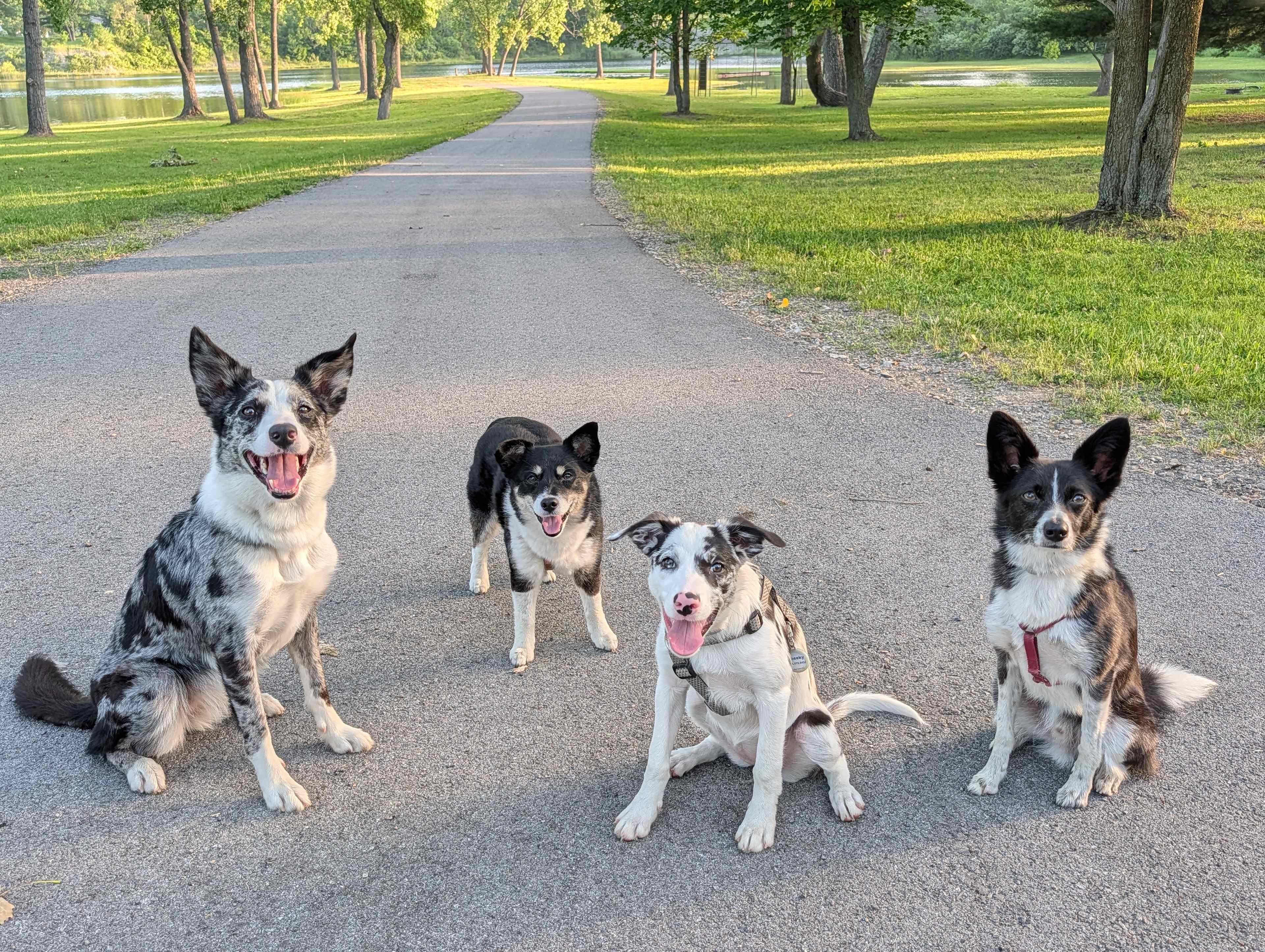 Pups give The Quarry 10 out of 5 🌟🌟🌟🌟🌟