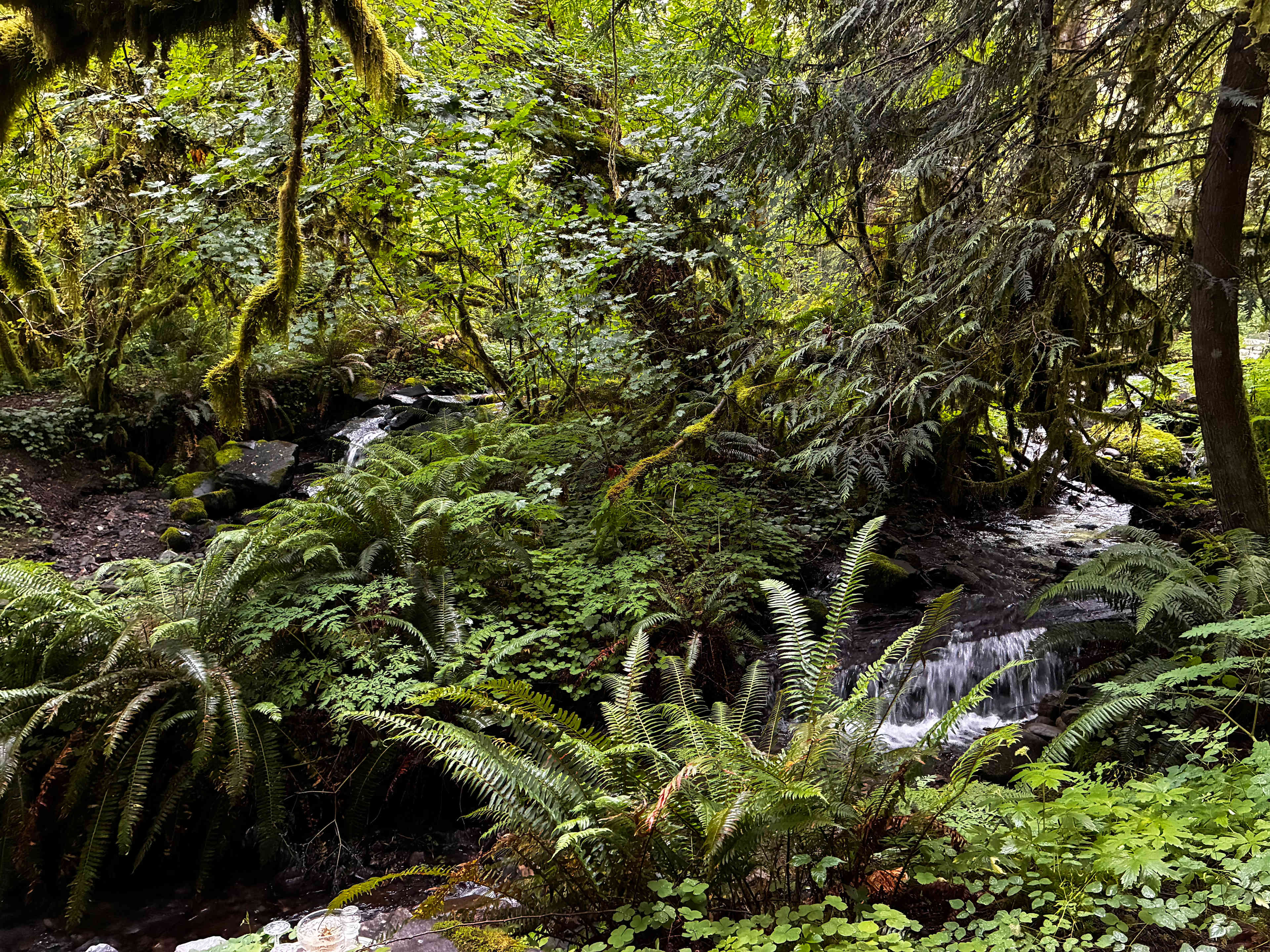 The Enchanted Forest