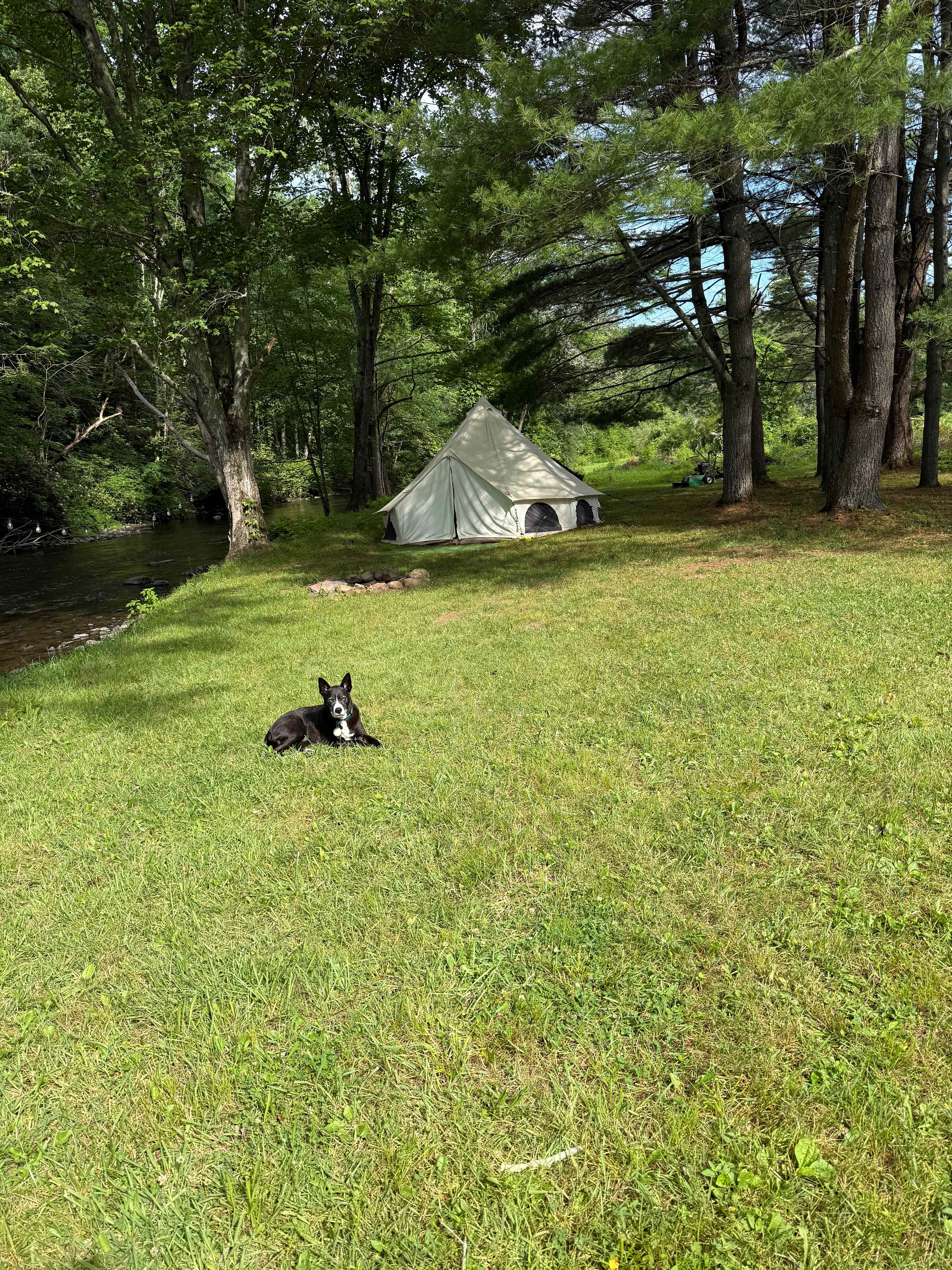 Our dog, Nesta, guard dogging while I slept