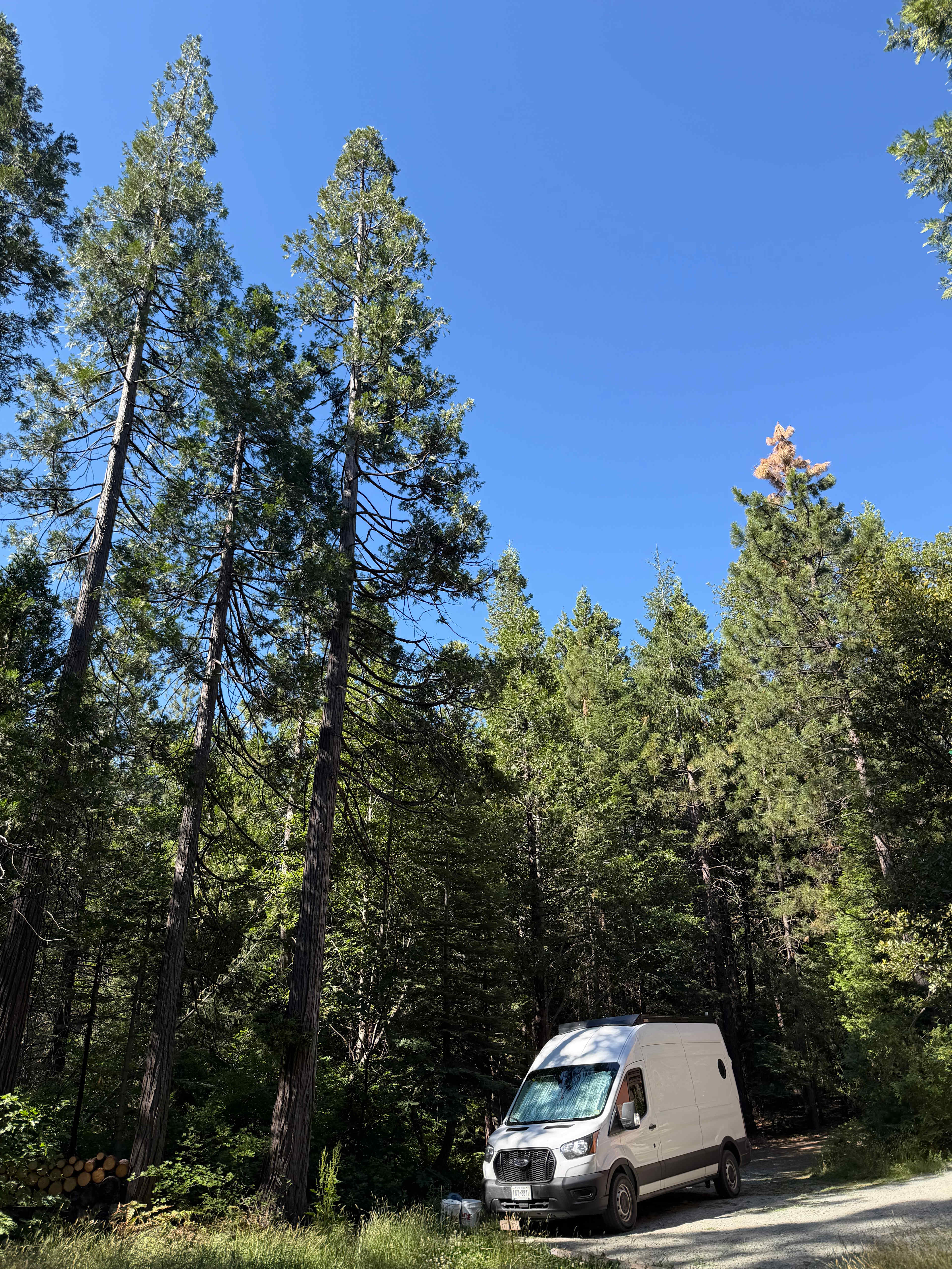 Bright Bear Camp in Tahoe NF