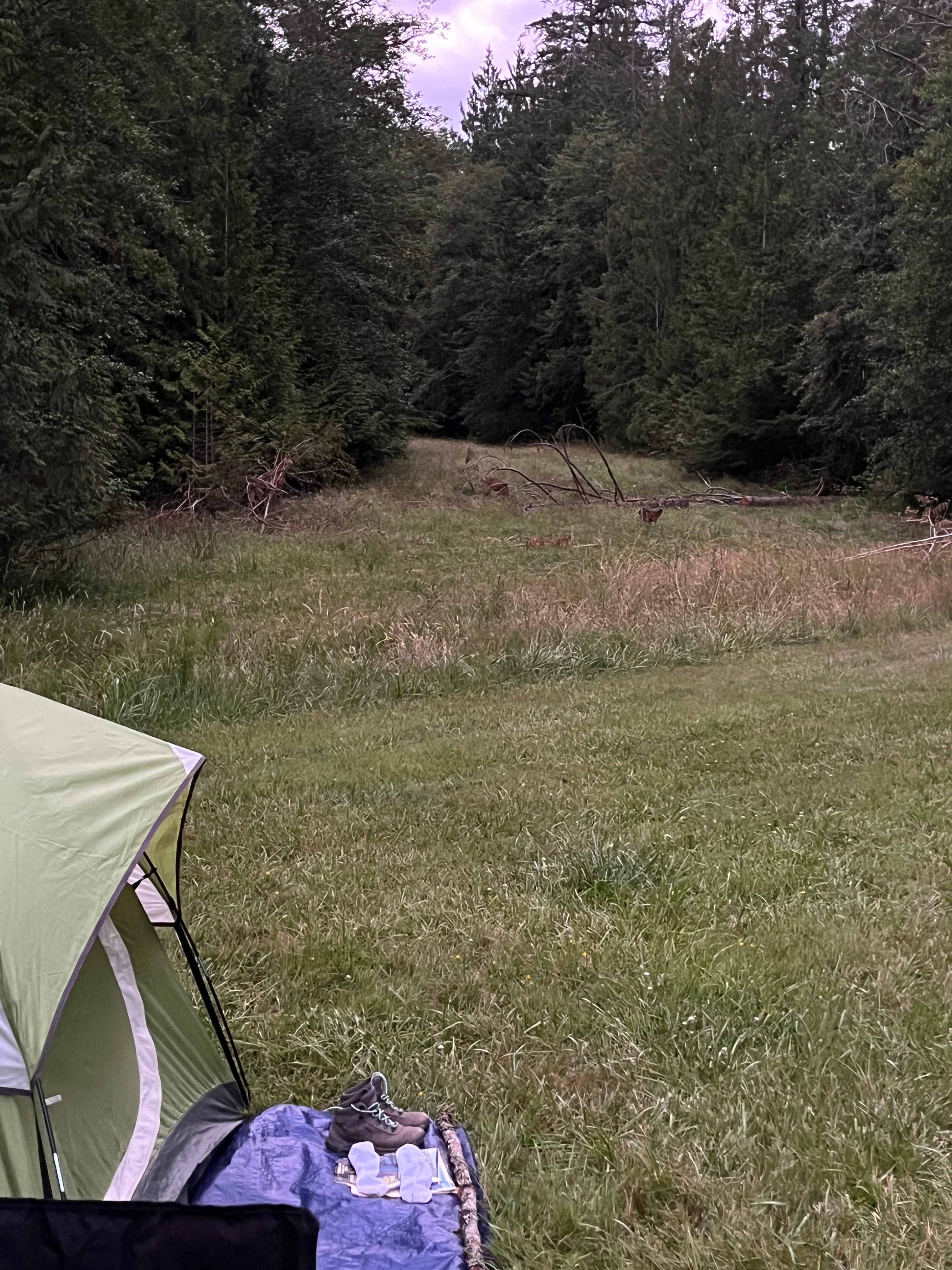 Deers
