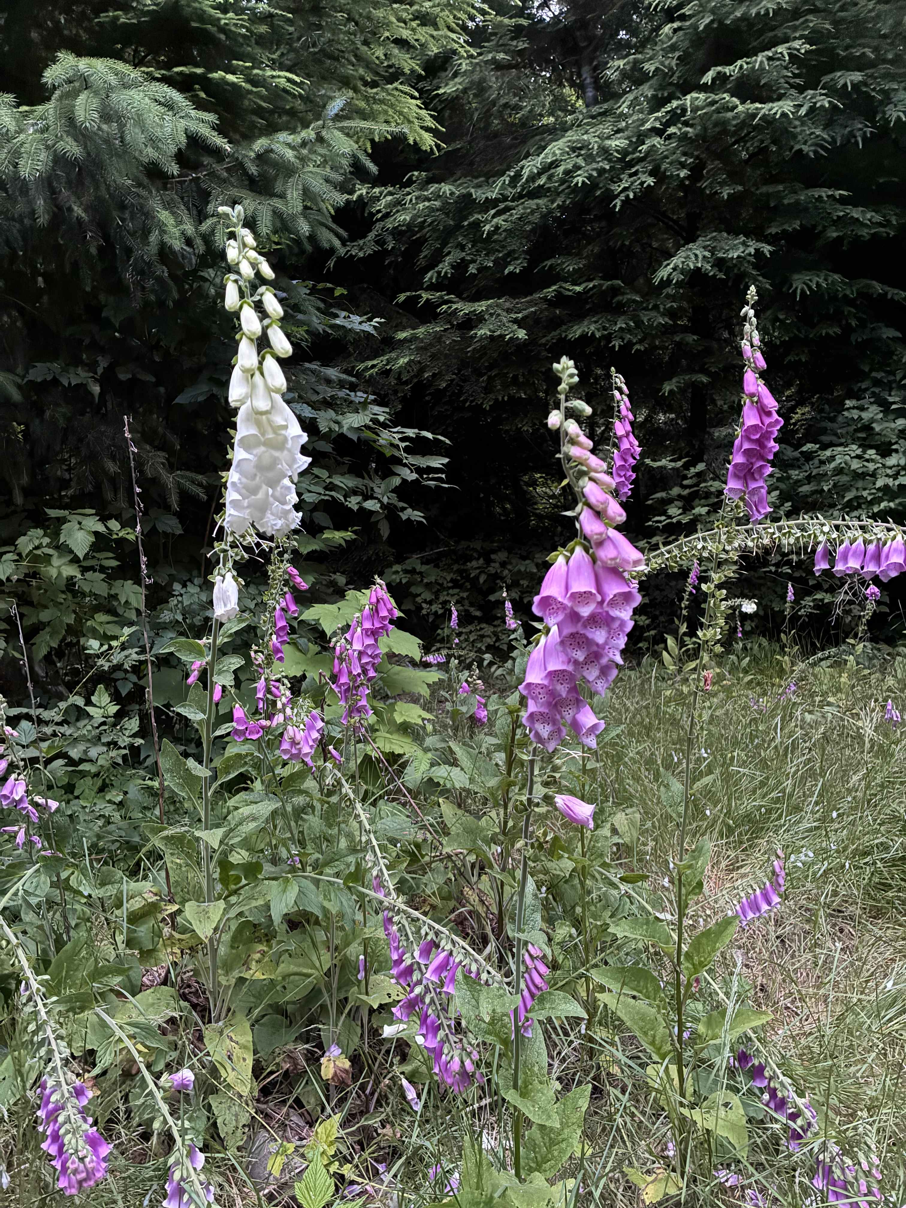 Dawleys SolDuc River Campground
