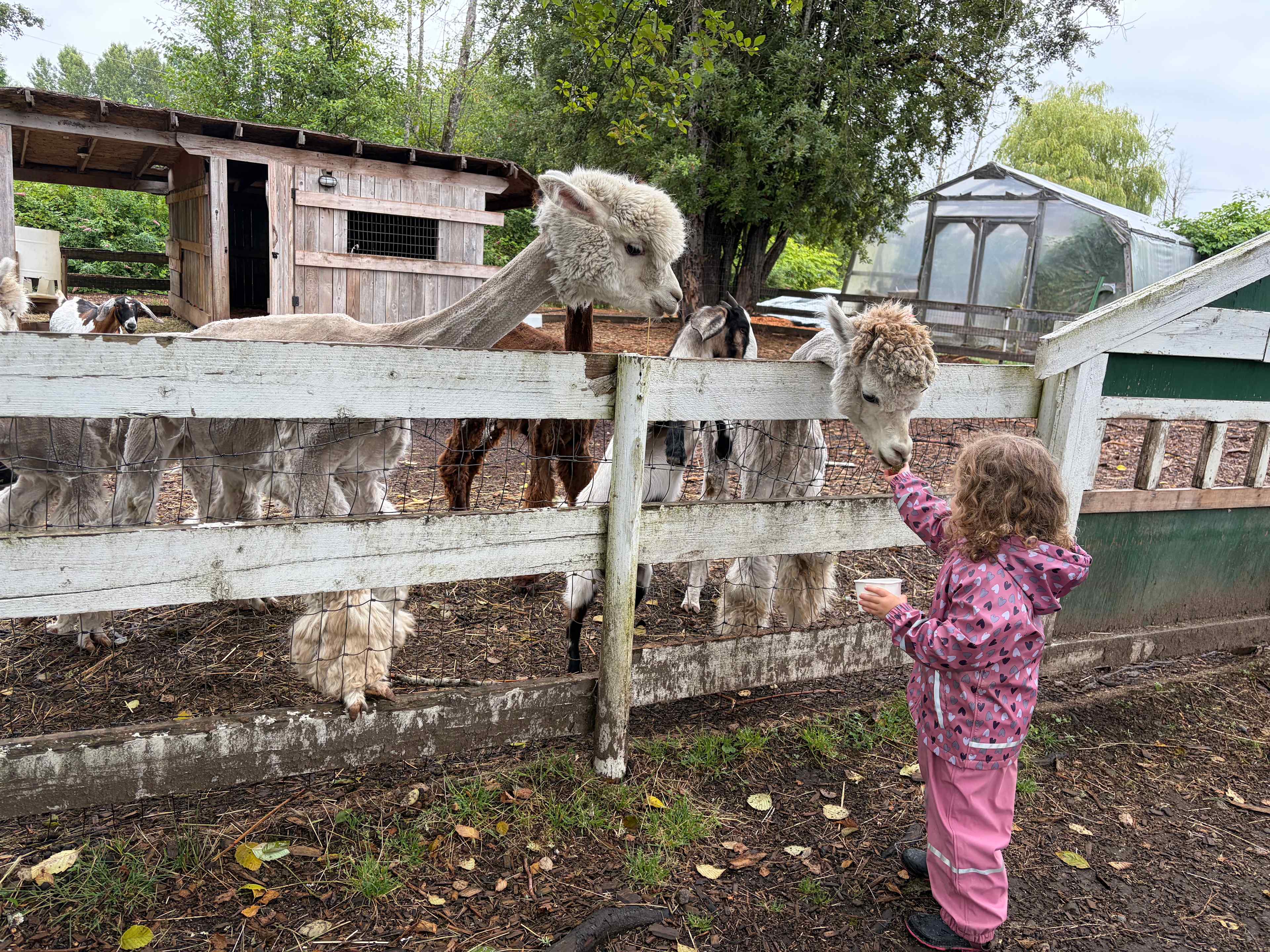 Meadows Family Farm Ltd