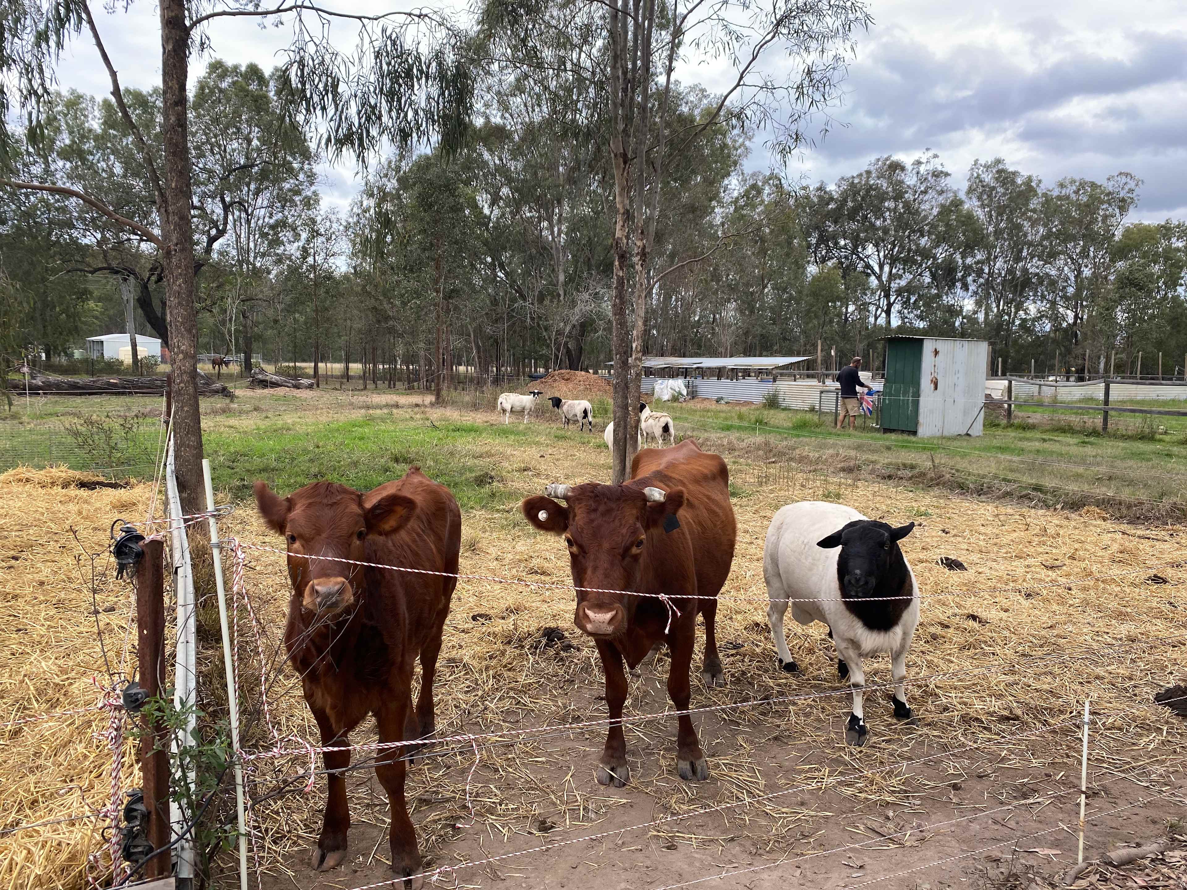 Savvy Creek Farms