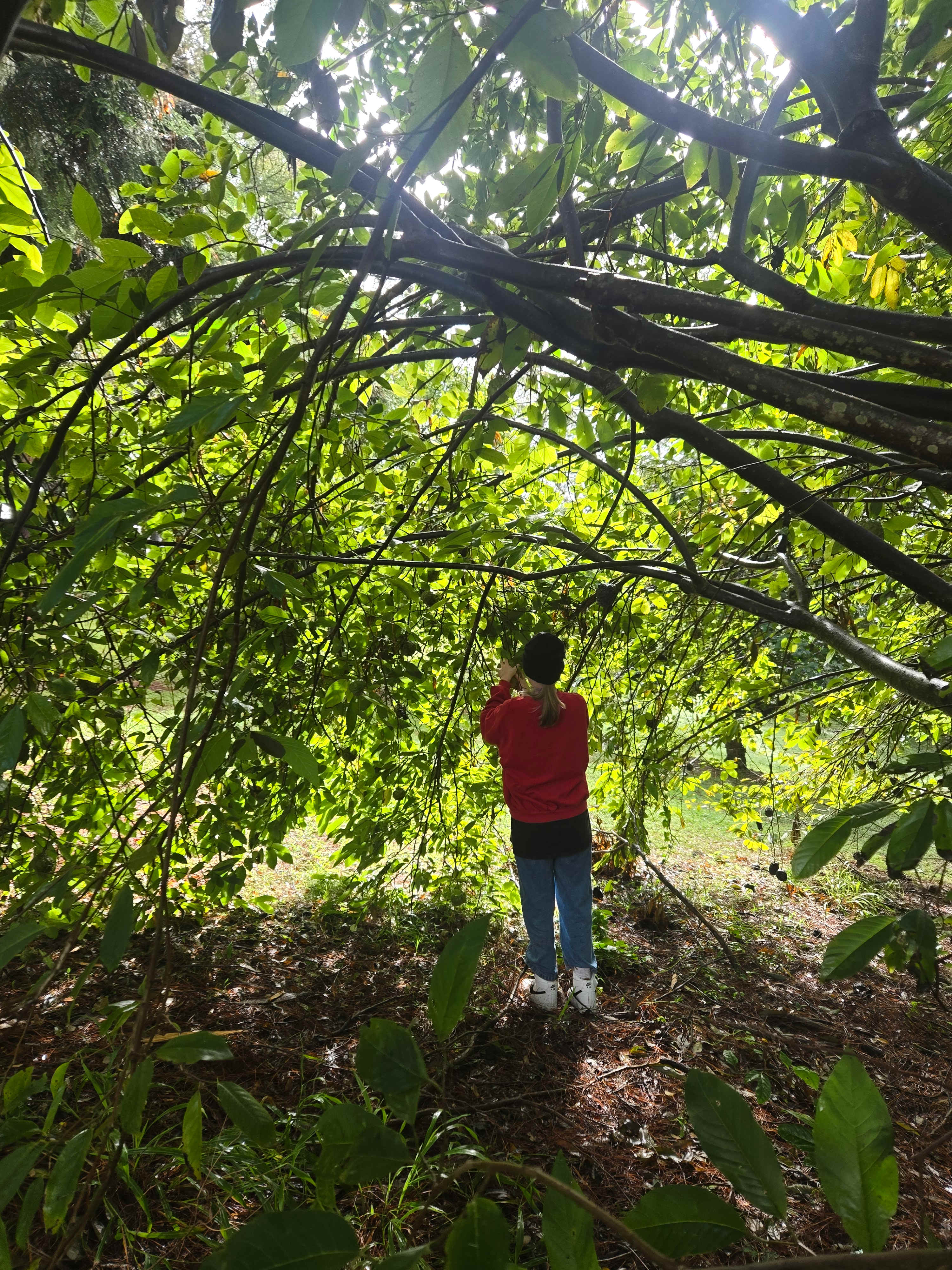 Picking a custard apple