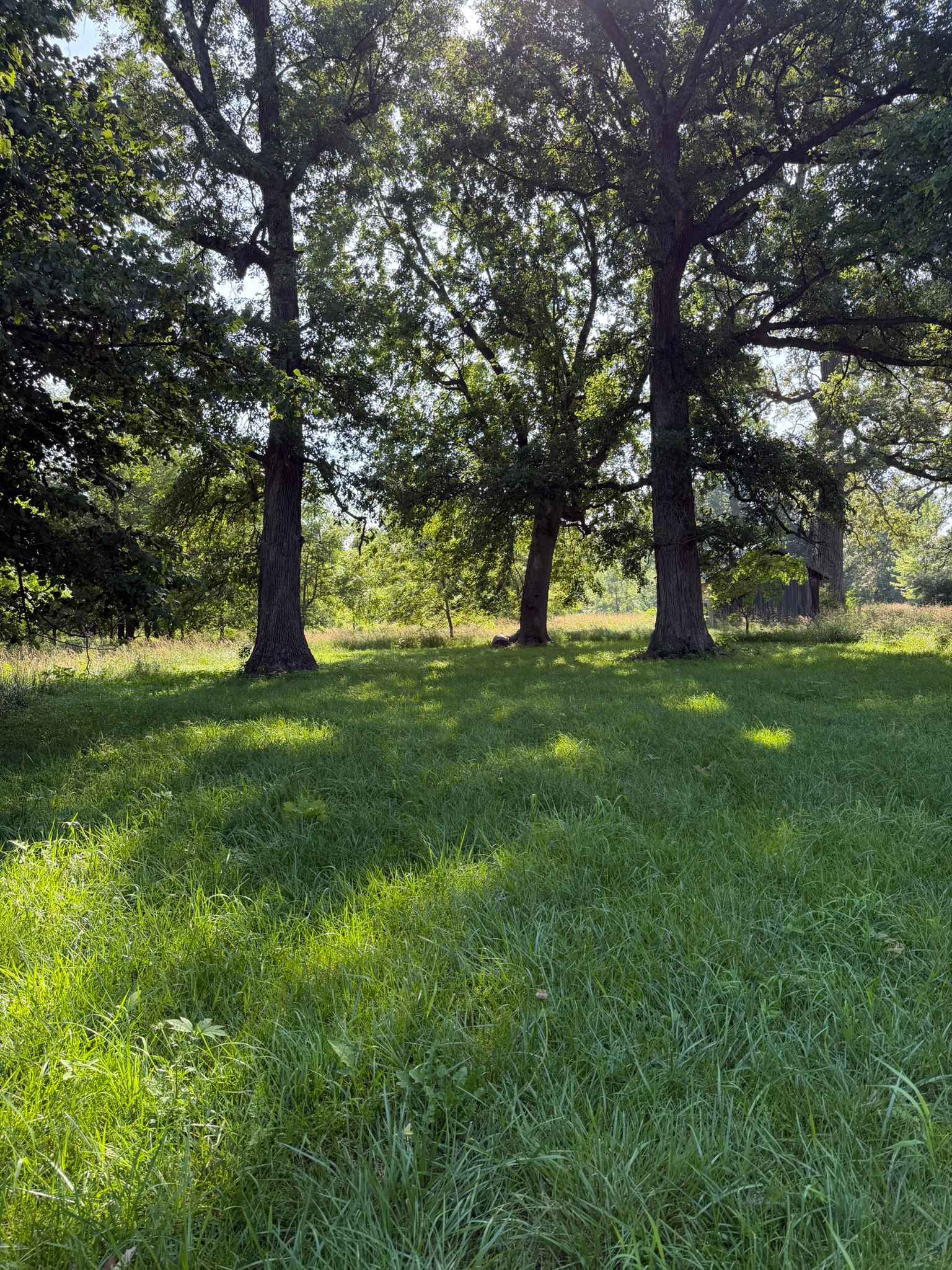 Shady Nook Farm