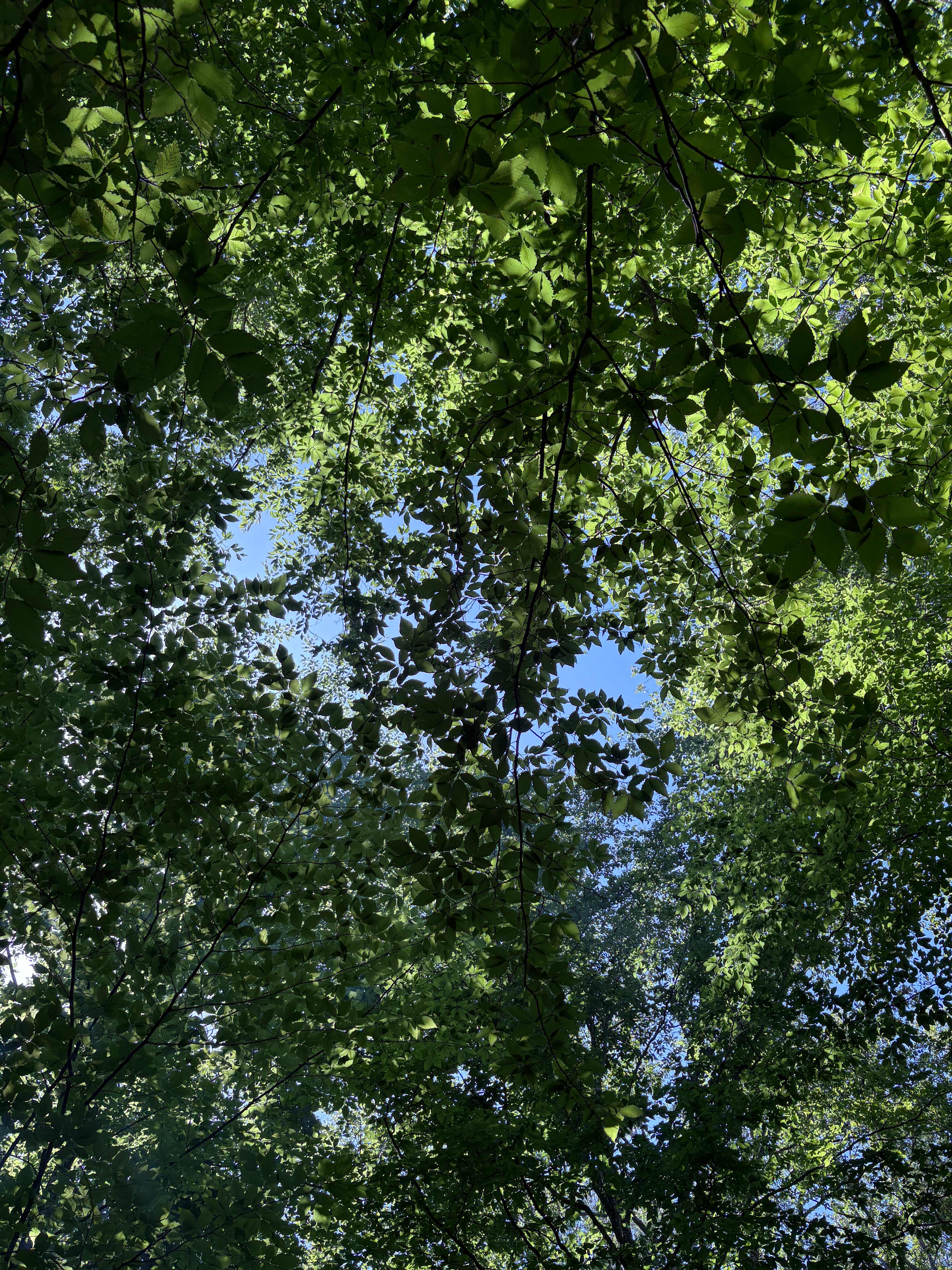 View from below