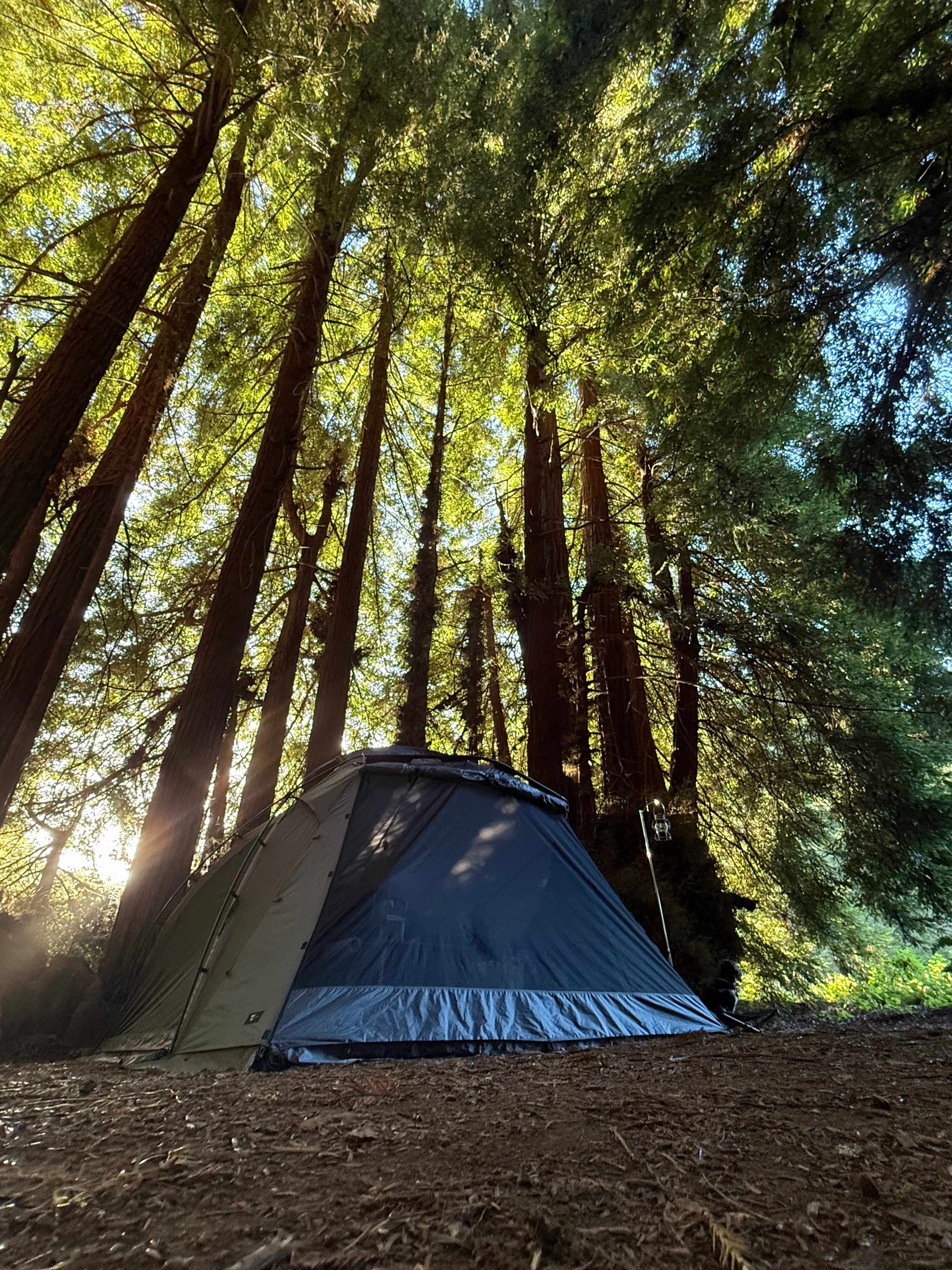 Towering redwoods