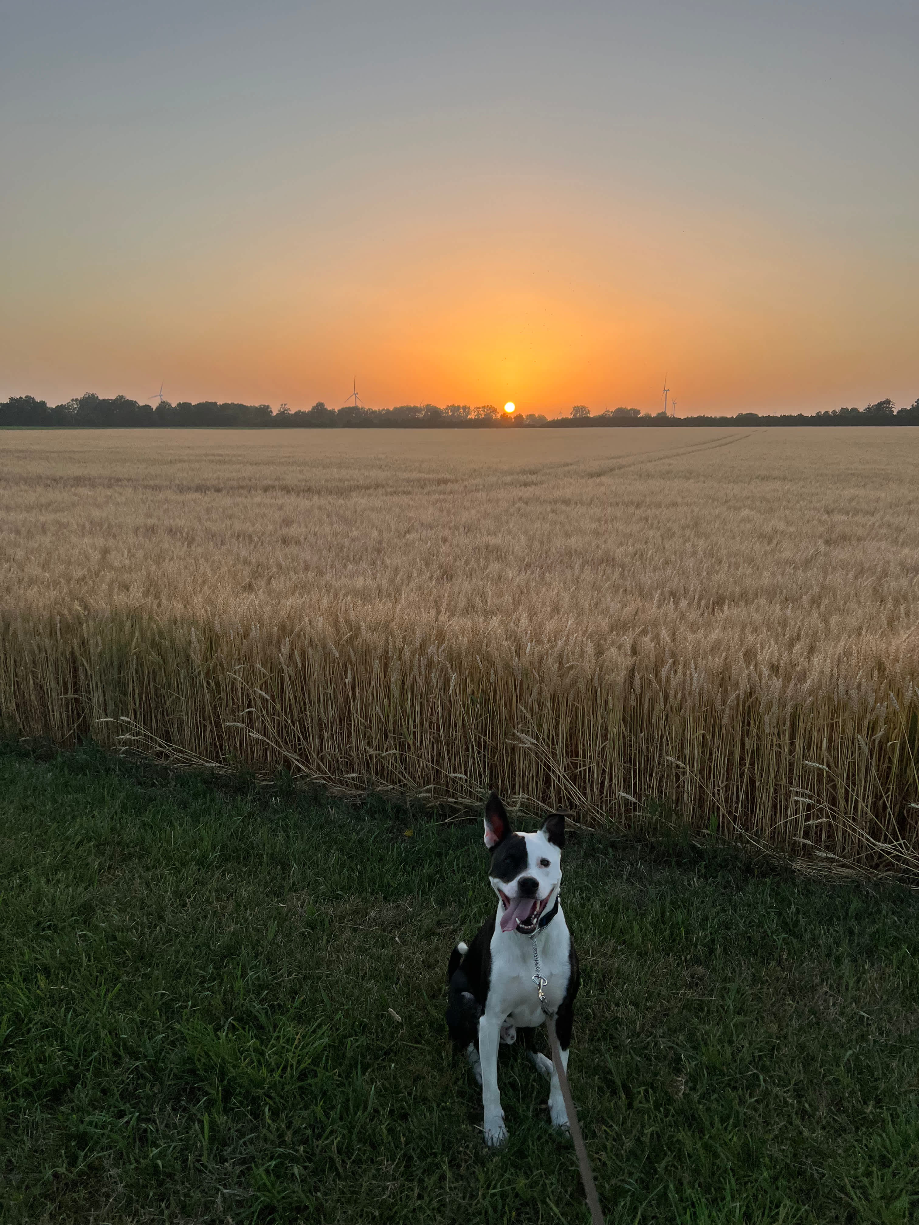 Evening with winter wheat