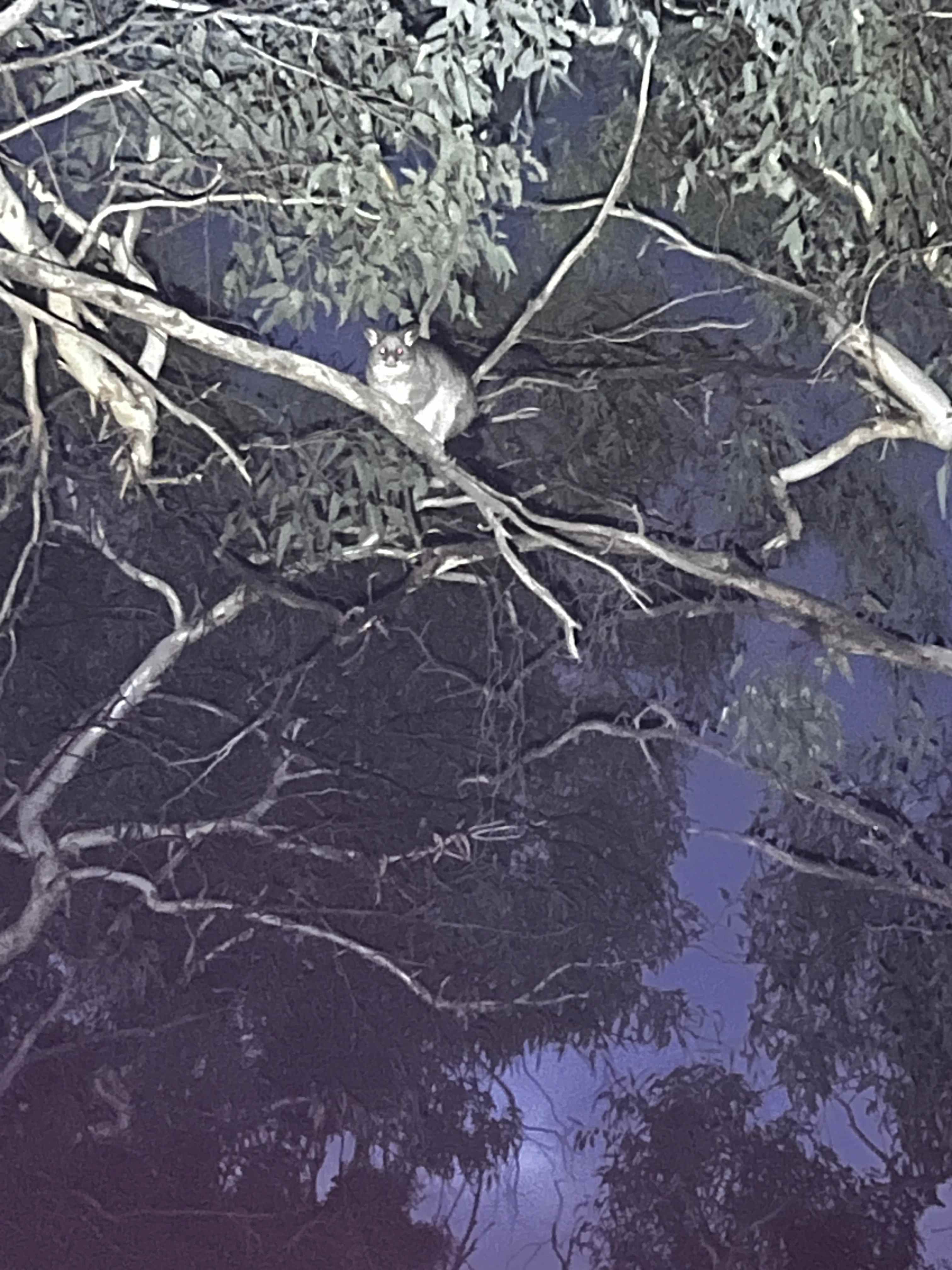 Yarrabah High Country- Jarrahdale