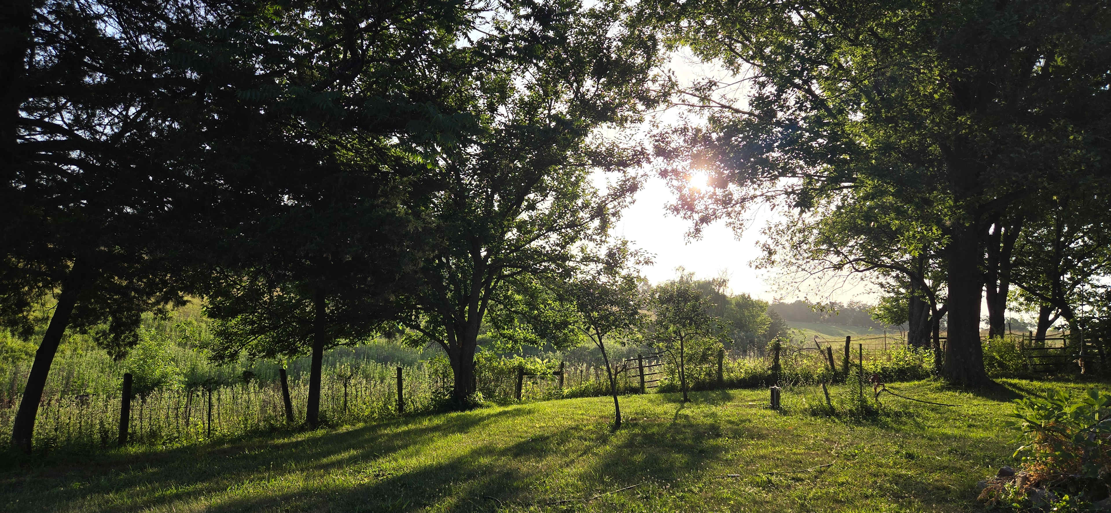 Sunshine and Coffee Farm