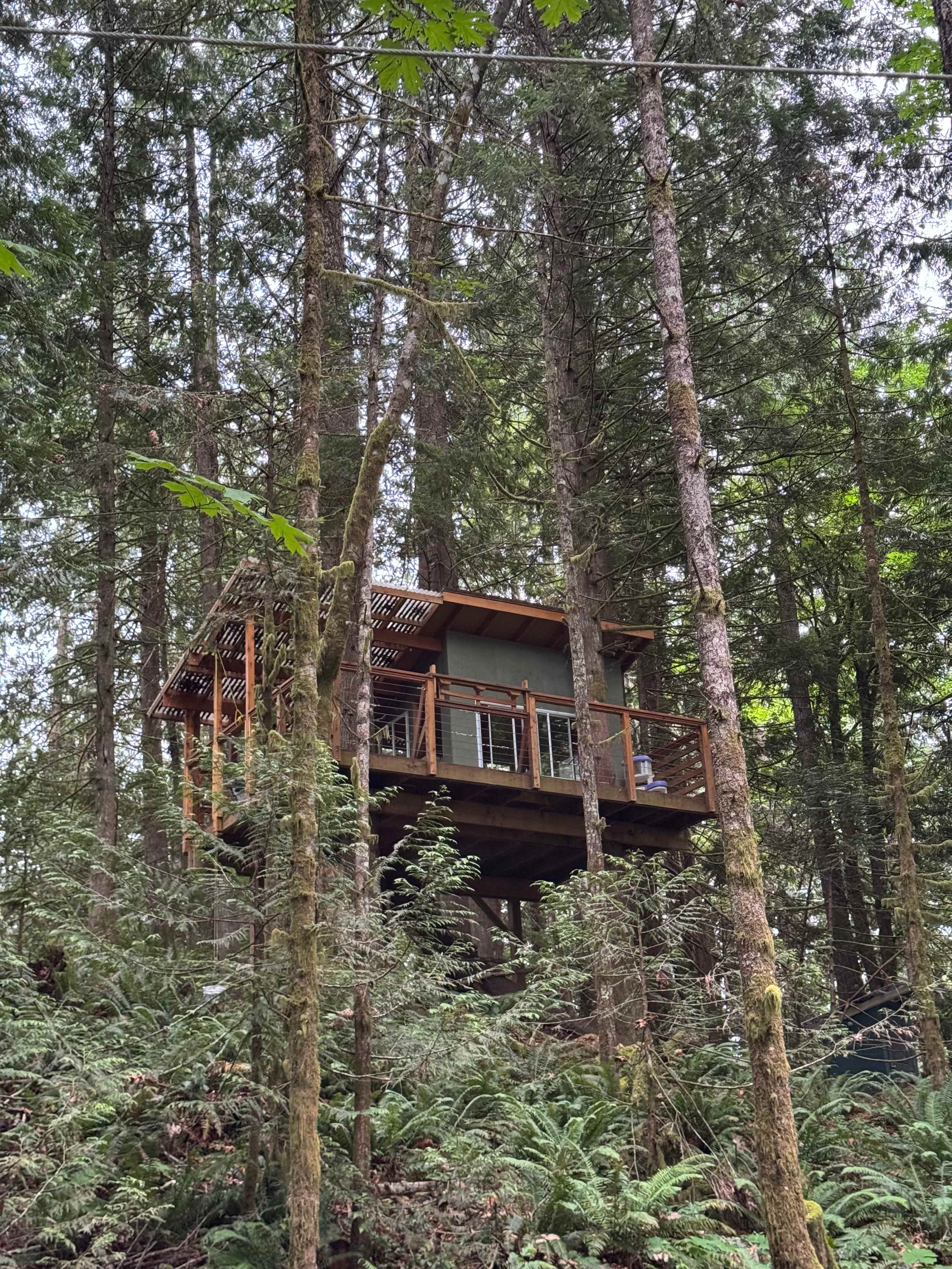 Forest Hideaway