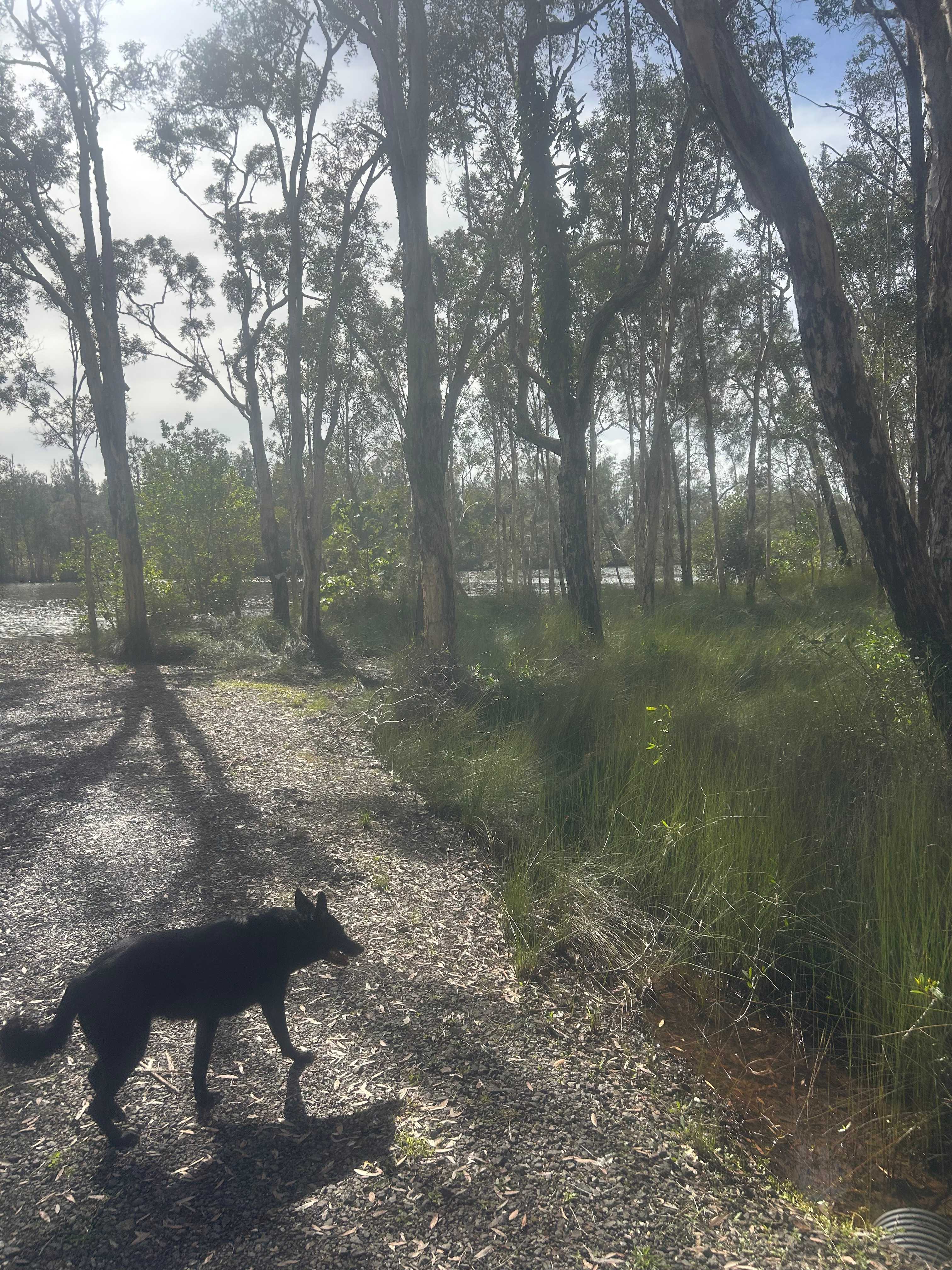 Noosa River Camping at Cooroibah