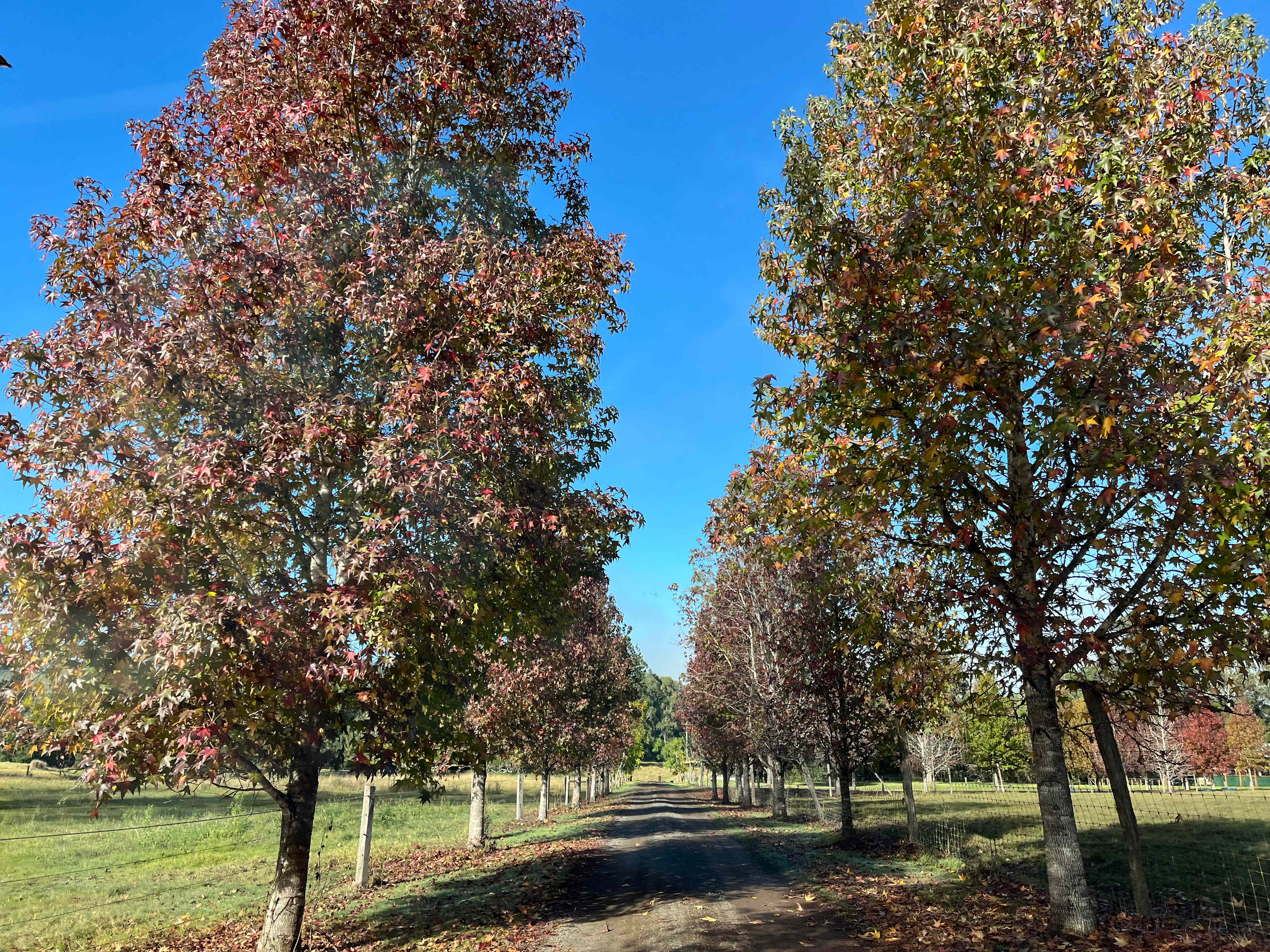 Maluka Park