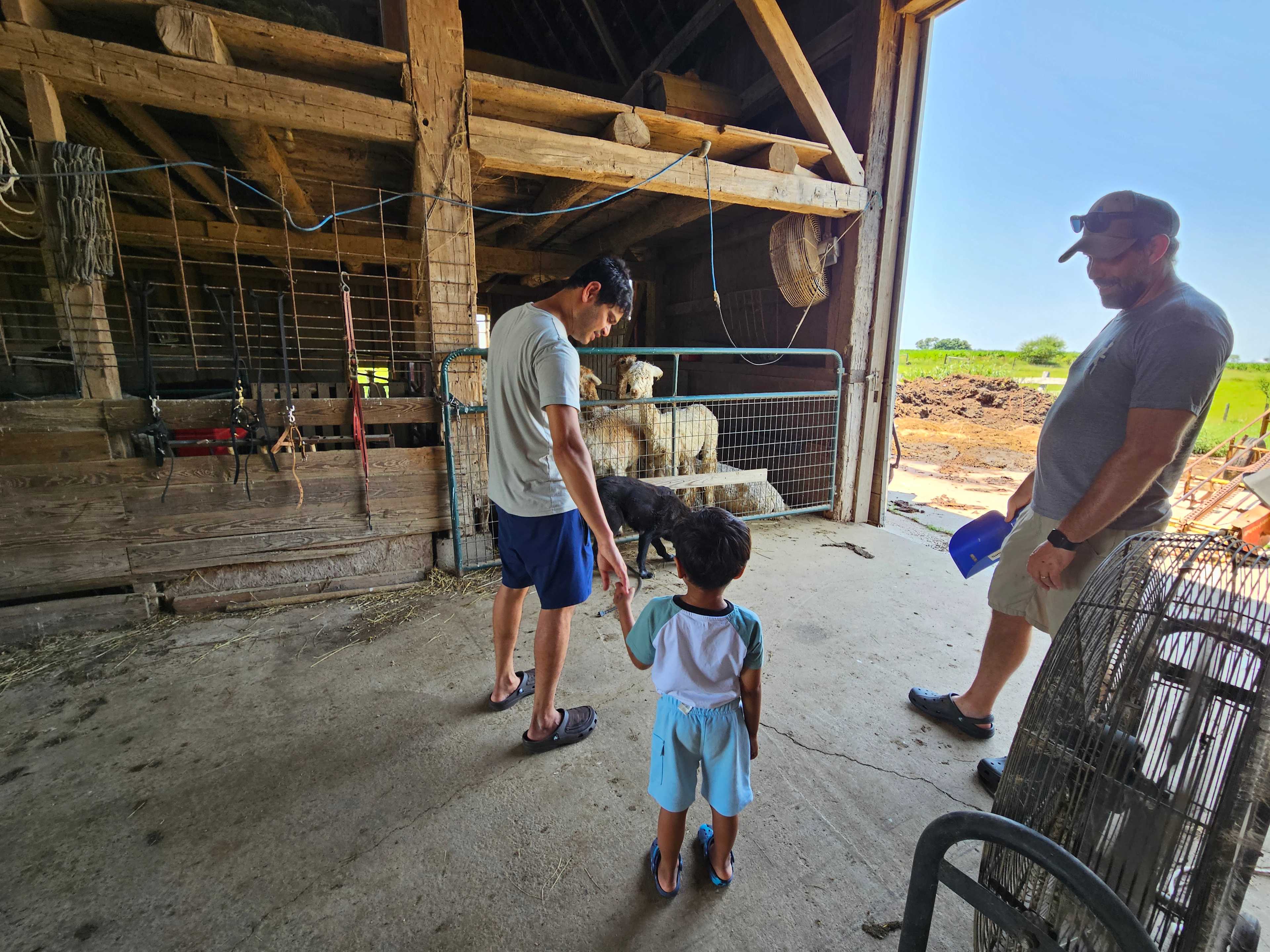 My son with the alpacas