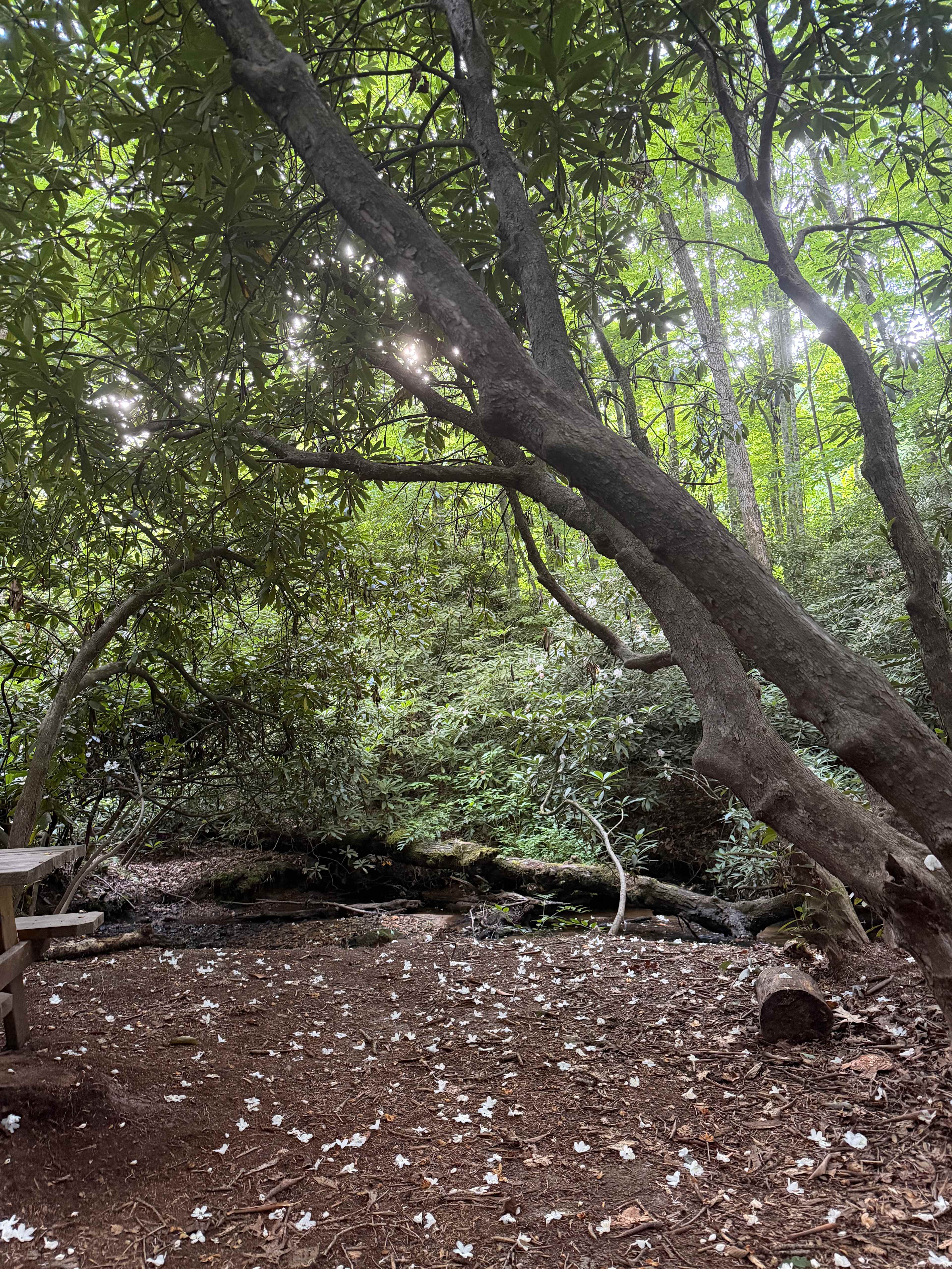 Peace Of Pisgah