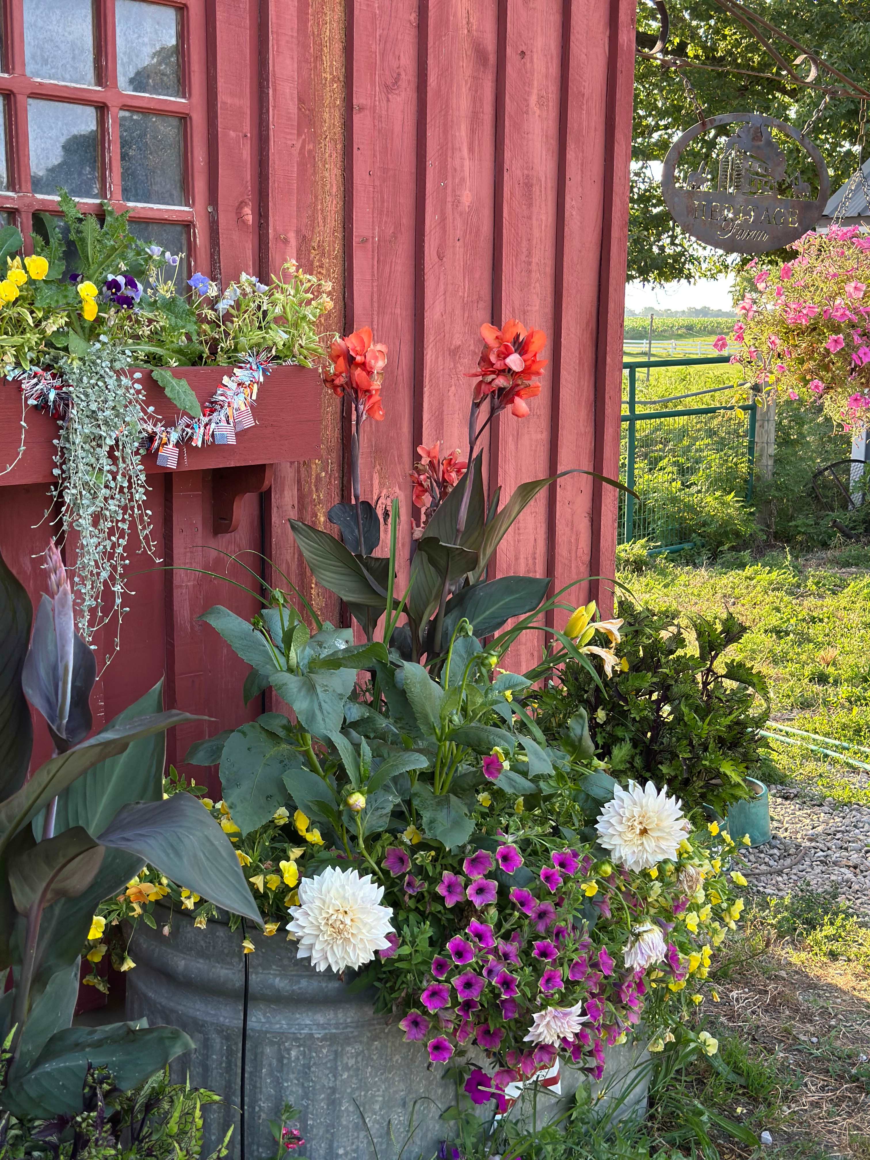 Beautiful flowers at the barn