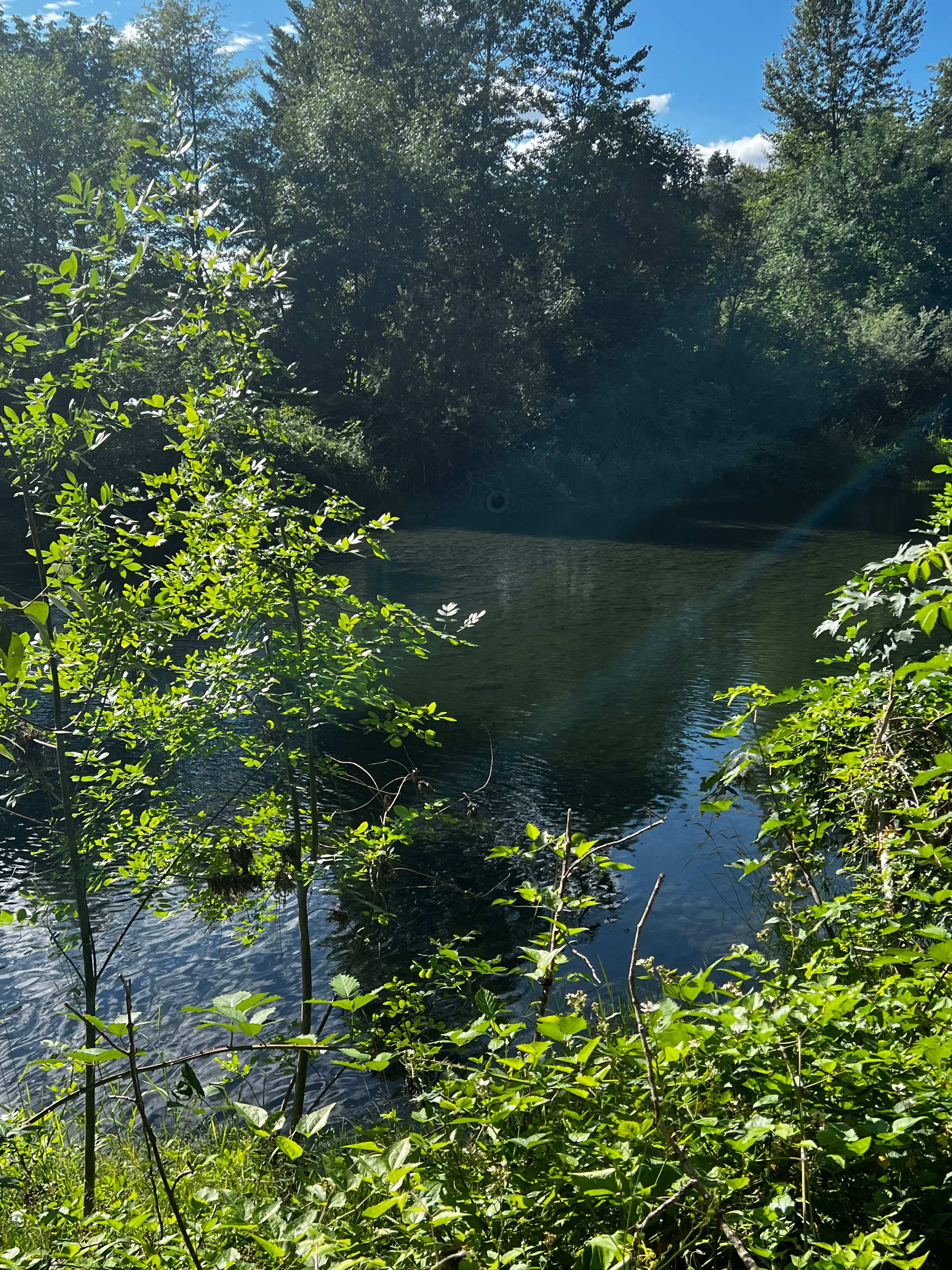 Molalla Ripple