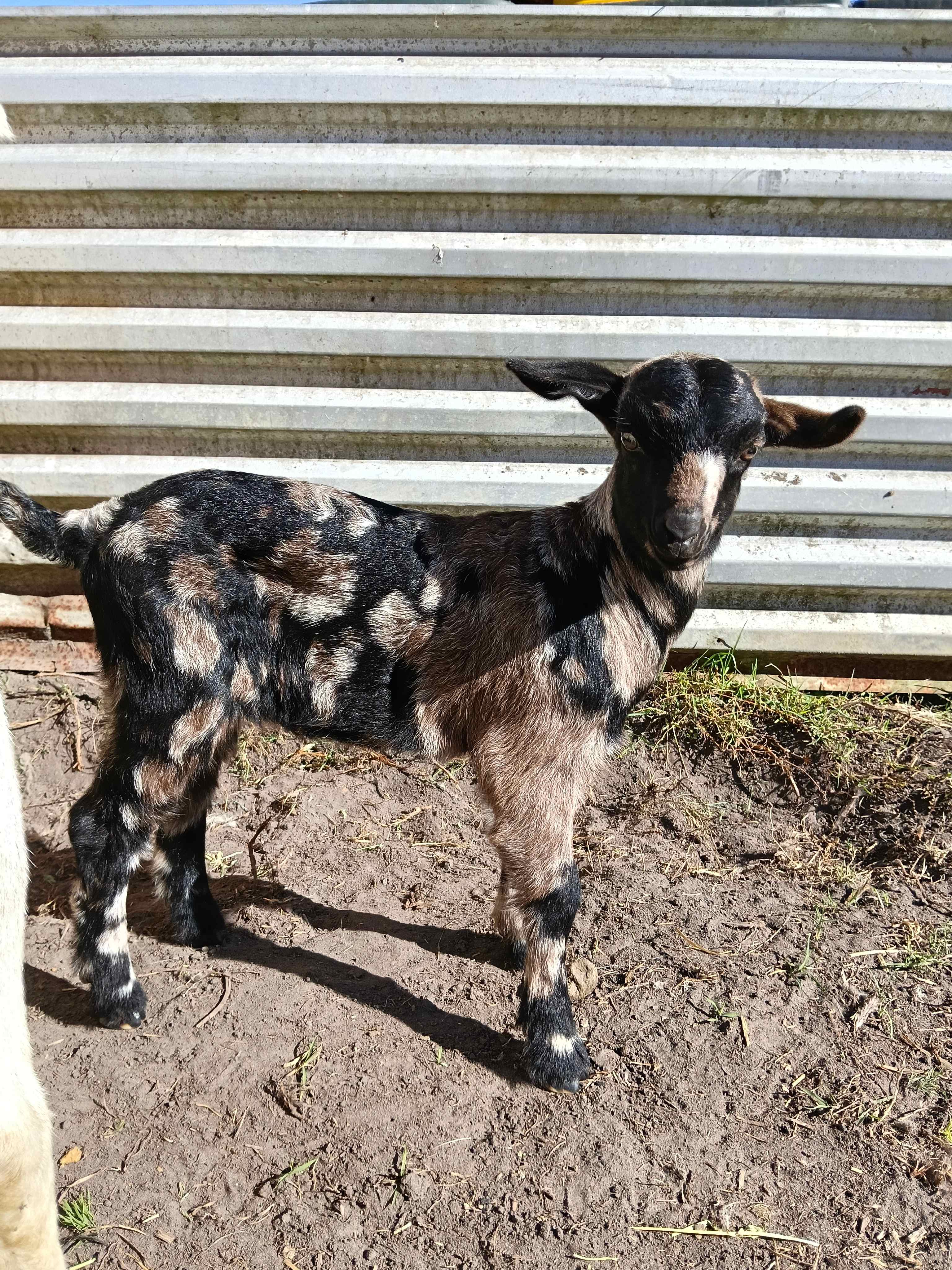 The Hatch Farm - Port Macquarie