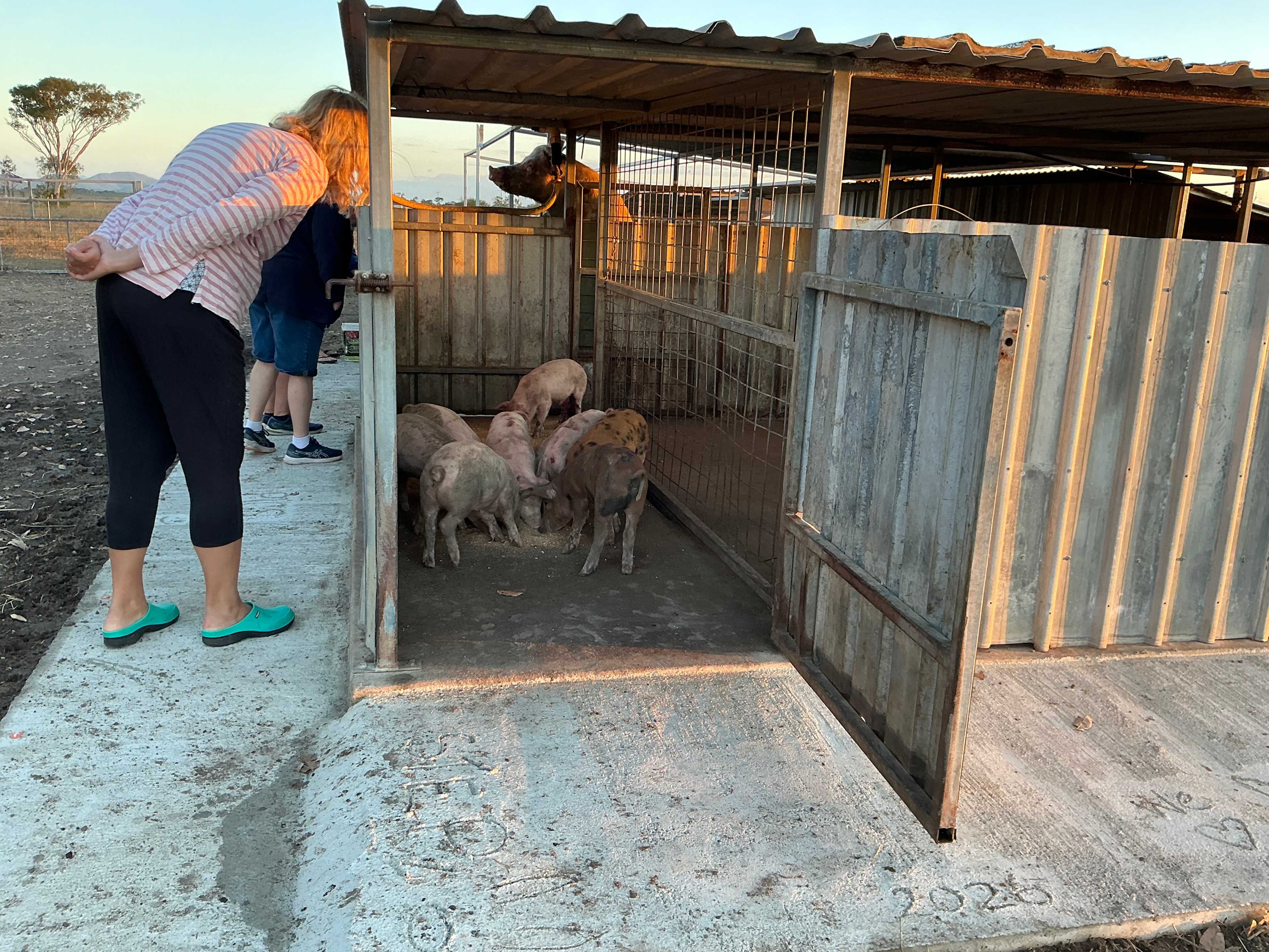 Pig feeding time