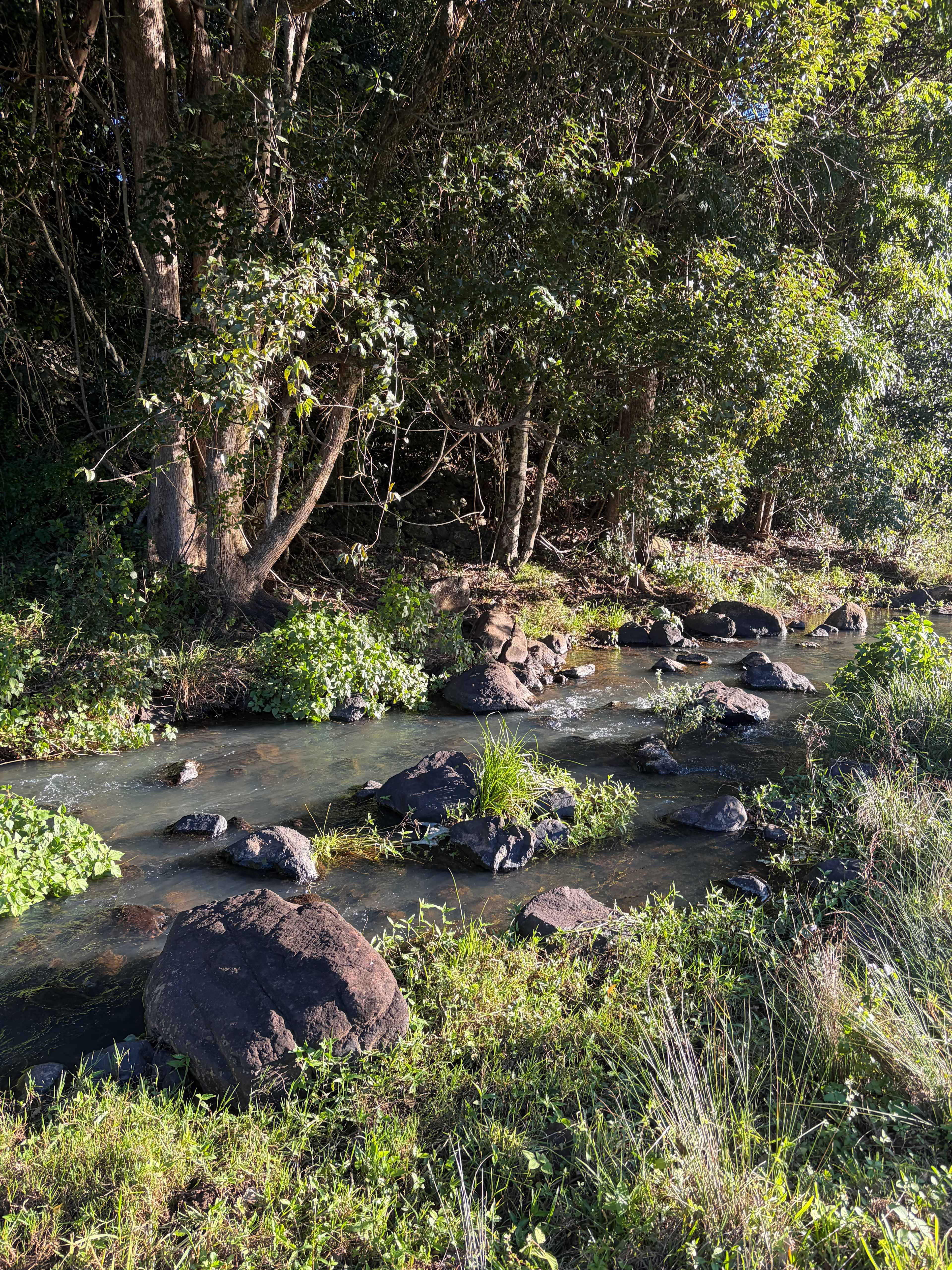 Barachi by the Creek