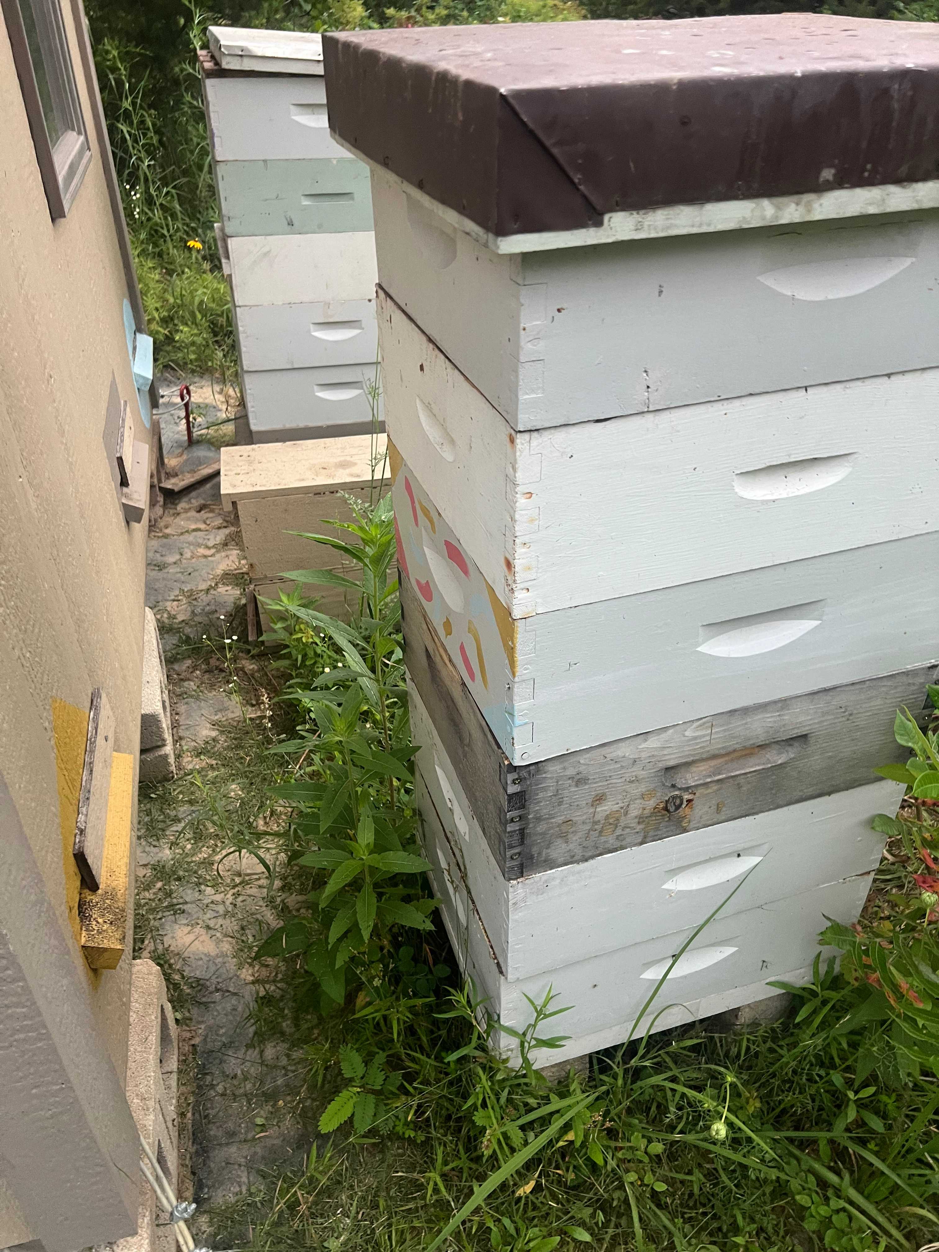 Bees! Loved hearing the activity in these boxes! 